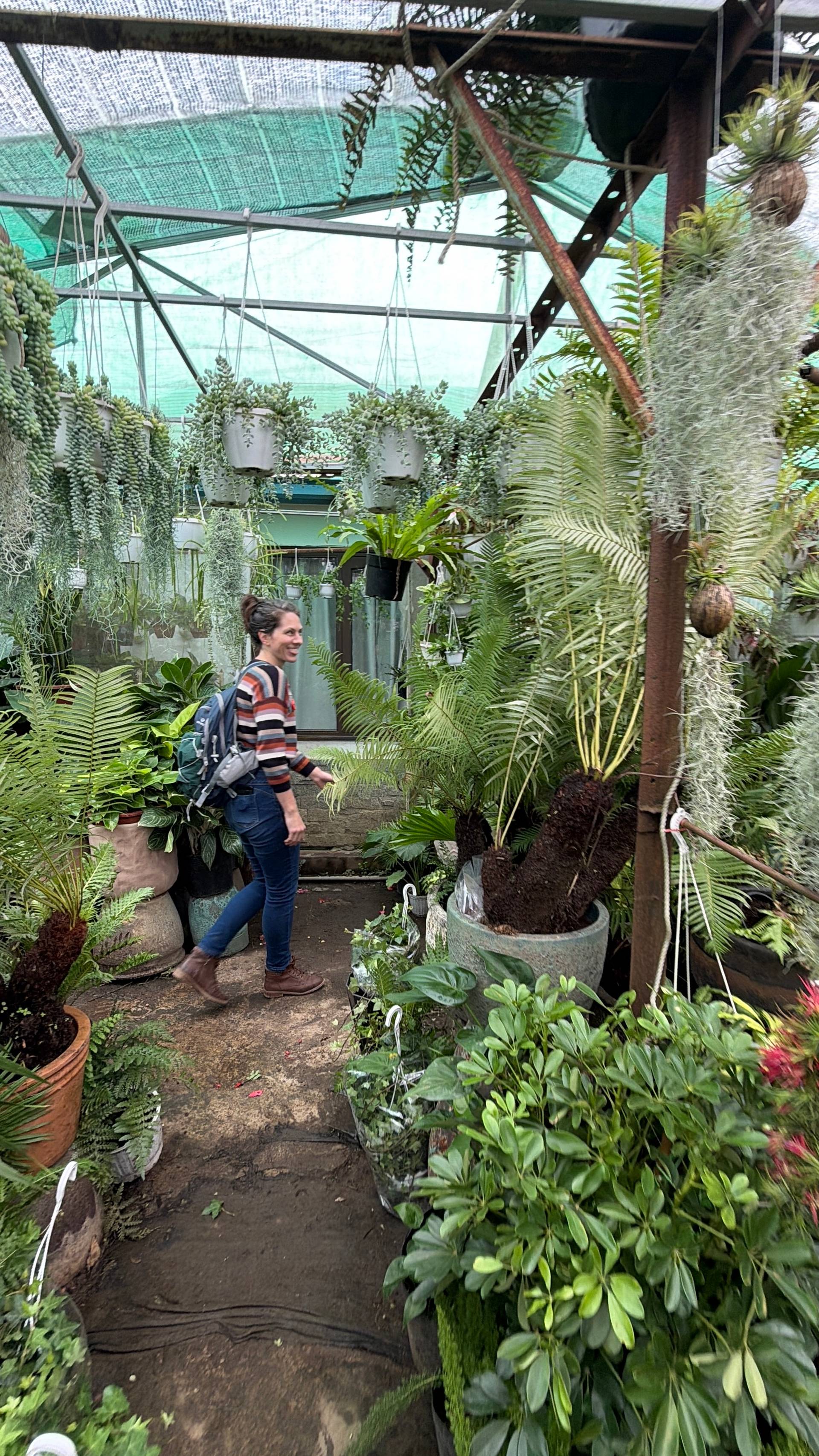 A vibrant greenhouse in Đà Lạt, Vietnam, filled with lush tropical plants and hanging greenery, creating a serene and natural ambiance.