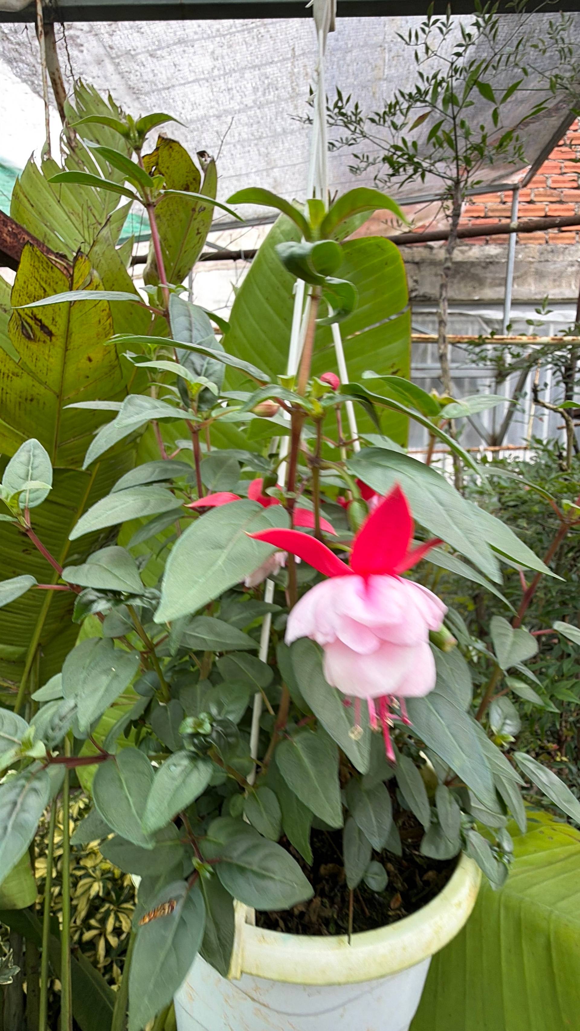 A vibrant fuchsia flower blooms in a pot amidst lush greenery under a covered structure in Đà Lạt, Vietnam.