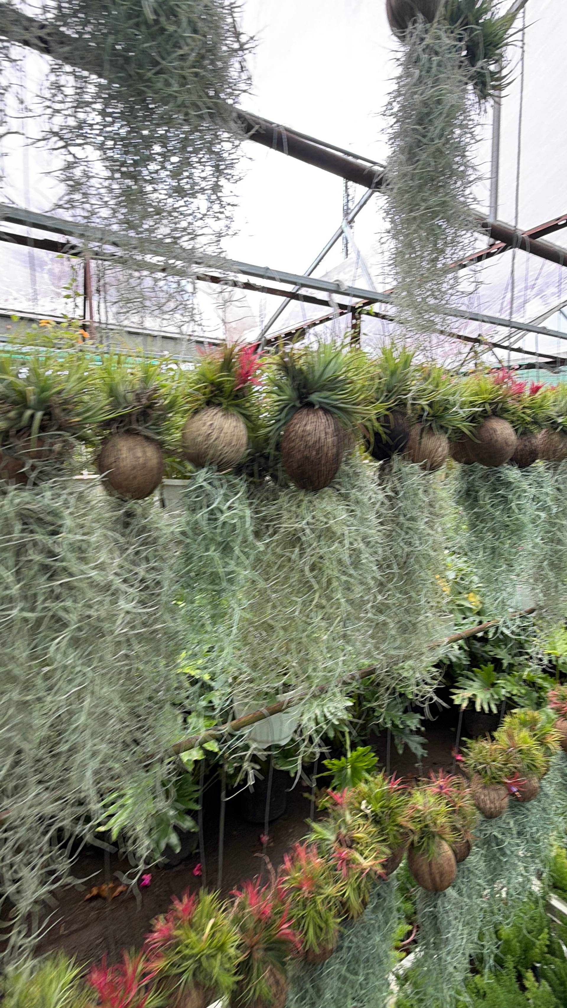 A vibrant display of hanging plants in a greenhouse setting, showcasing a variety of air plants and tropical foliage in coir pots, creating an inviting and lush botanical atmosphere.