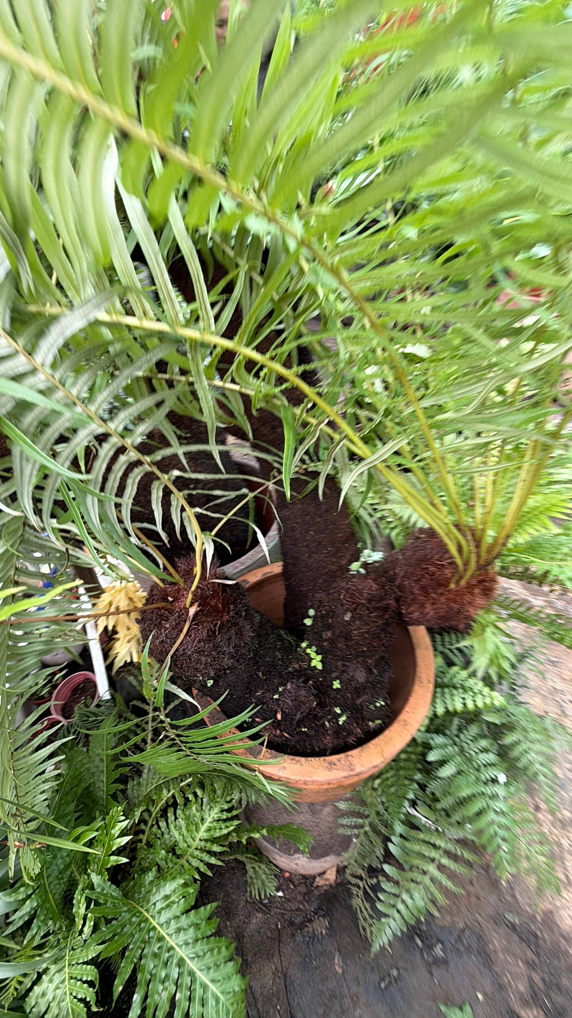 A serene garden scene in Đà Lạt featuring lush ferns growing in terracotta pots, surrounded by vibrant greenery and earthy tones.