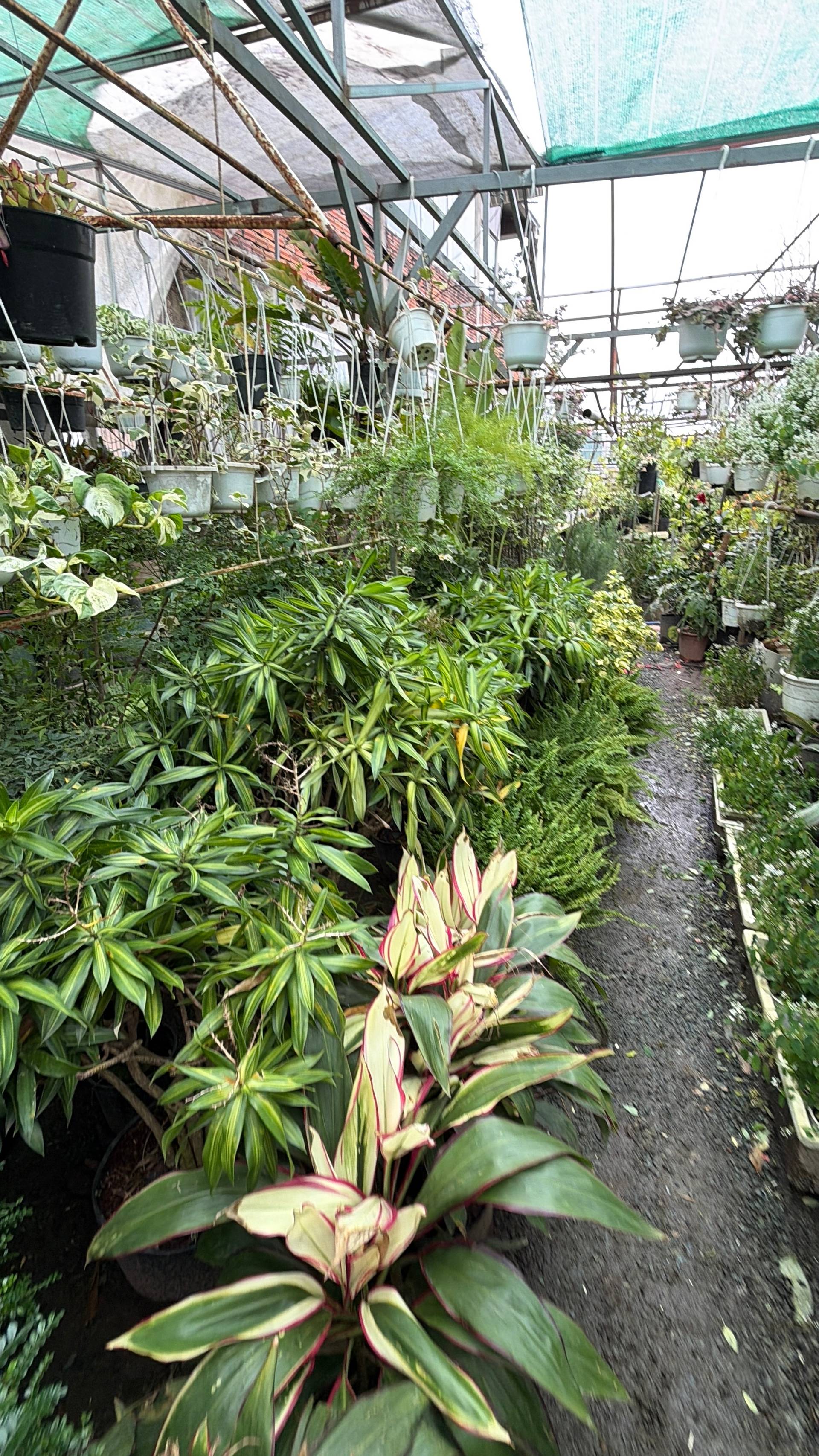 A lush greenhouse in Đà Lạt, Vietnam, filled with a variety of potted plants and hanging greenery, creating a serene and vibrant atmosphere.