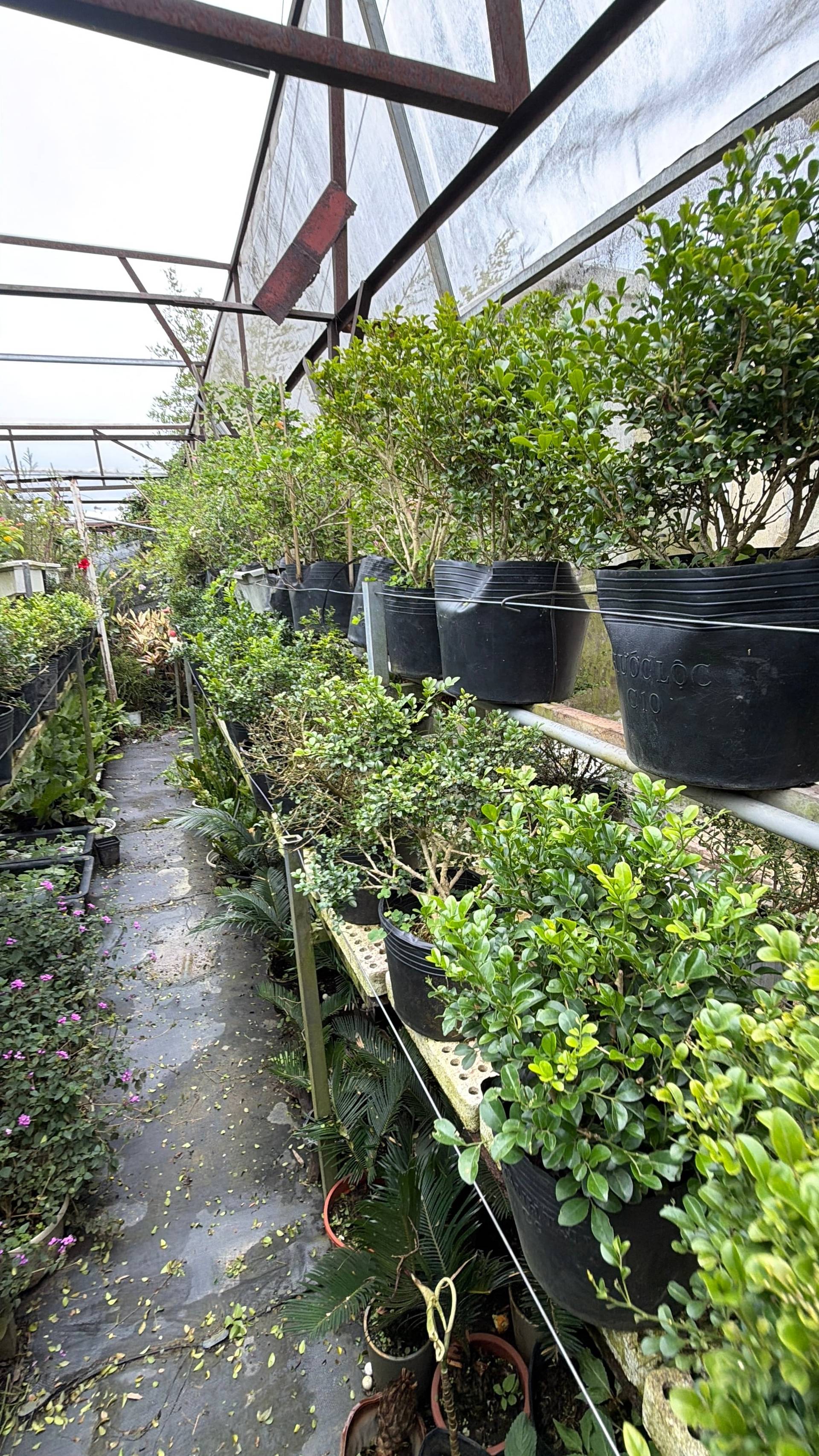 A greenhouse in Đà Lạt filled with potted plants, showcasing lush greenery and a serene environment ideal for gardening enthusiasts.