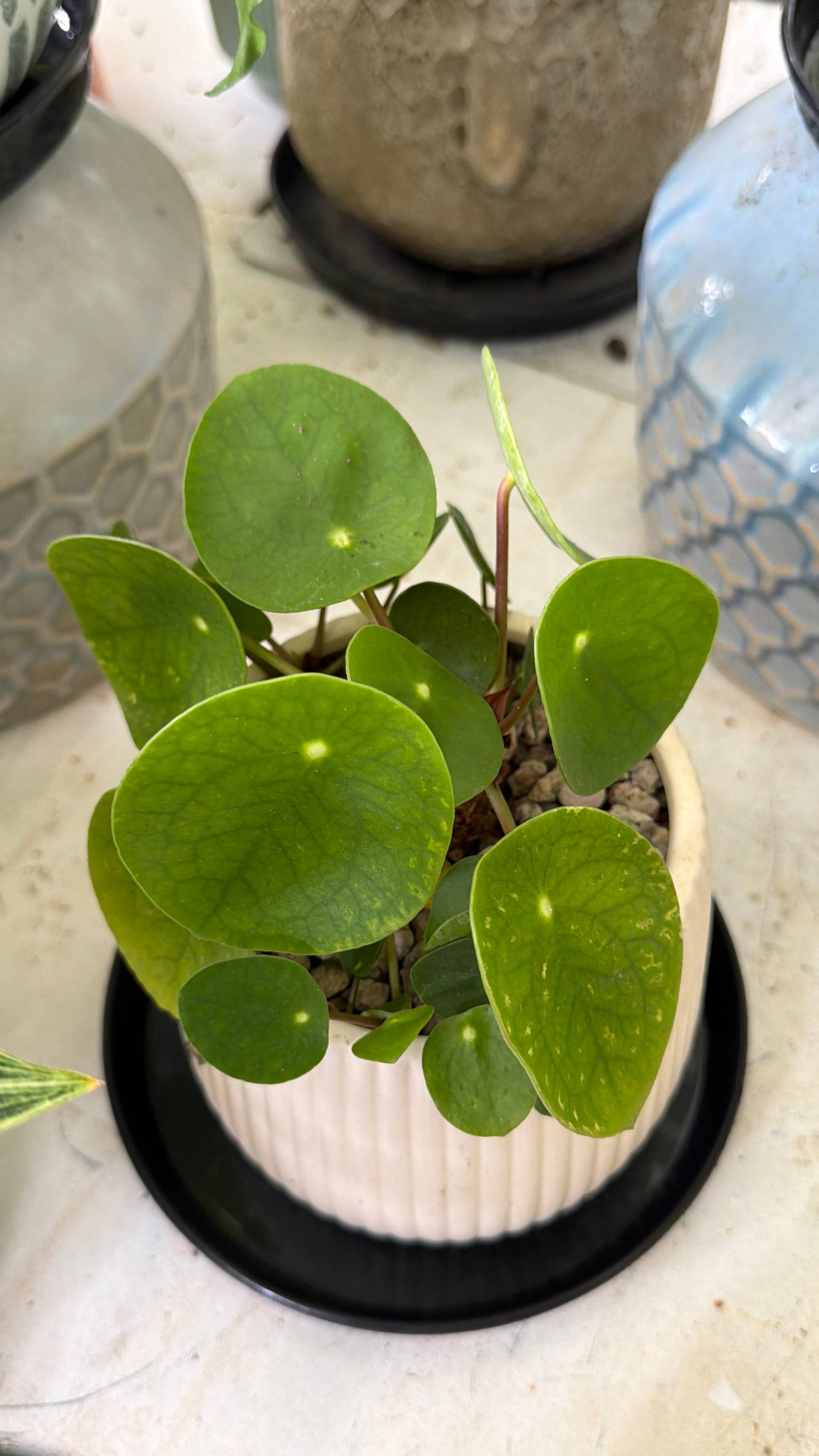 A serene scene in Đà Lạt featuring a small potted plant with round green leaves, placed on a white textured surface surrounded by decorative vases and pots.