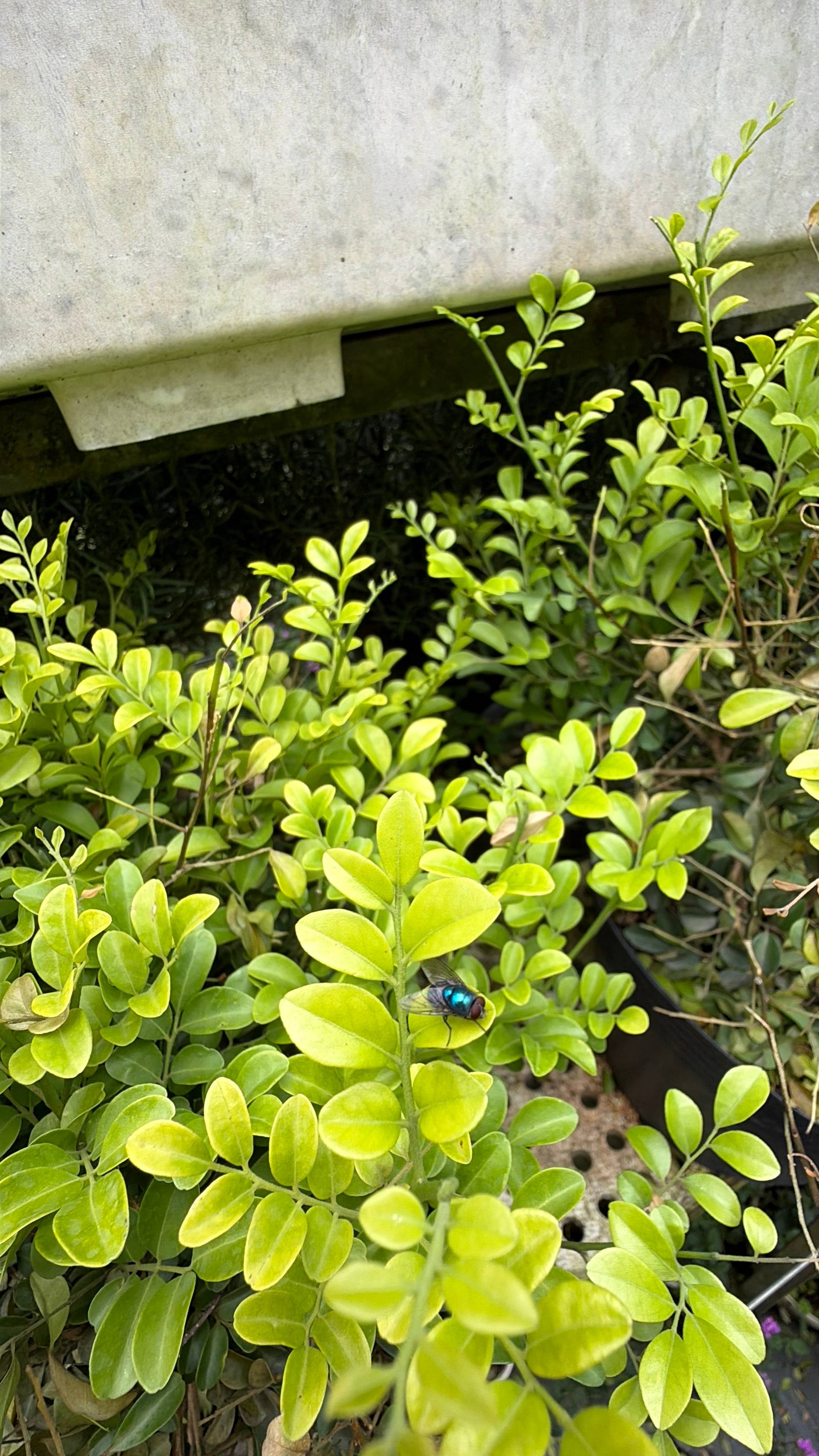 A vibrant green leafy bush with a colorful fly resting on it, set against a concrete wall in Đà Lạt, Vietnam.