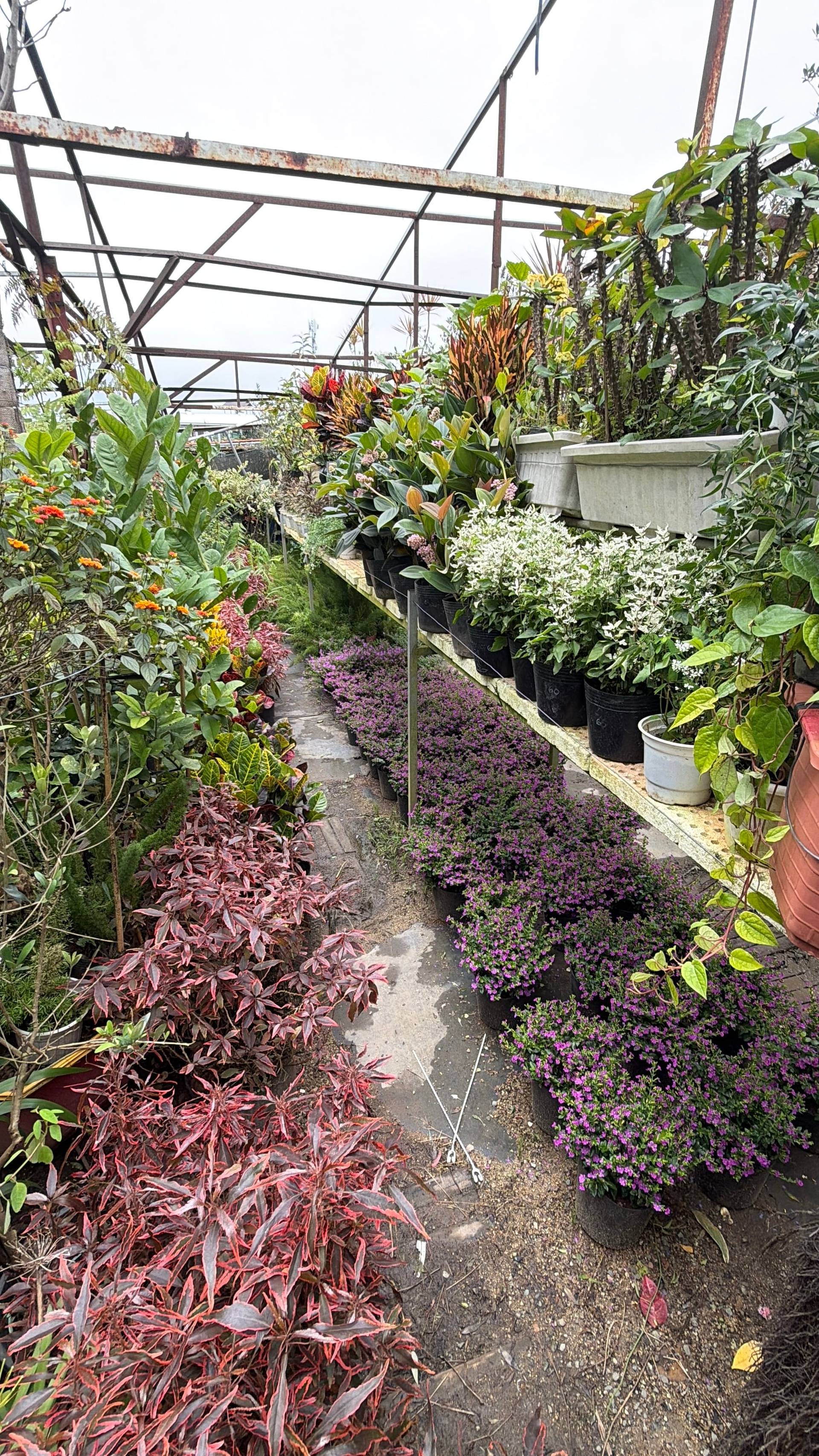 A vibrant greenhouse in Đà Lạt, Vietnam, filled with a variety of colorful potted plants and flowers, showcasing lush greenery and blooming blooms under natural light.