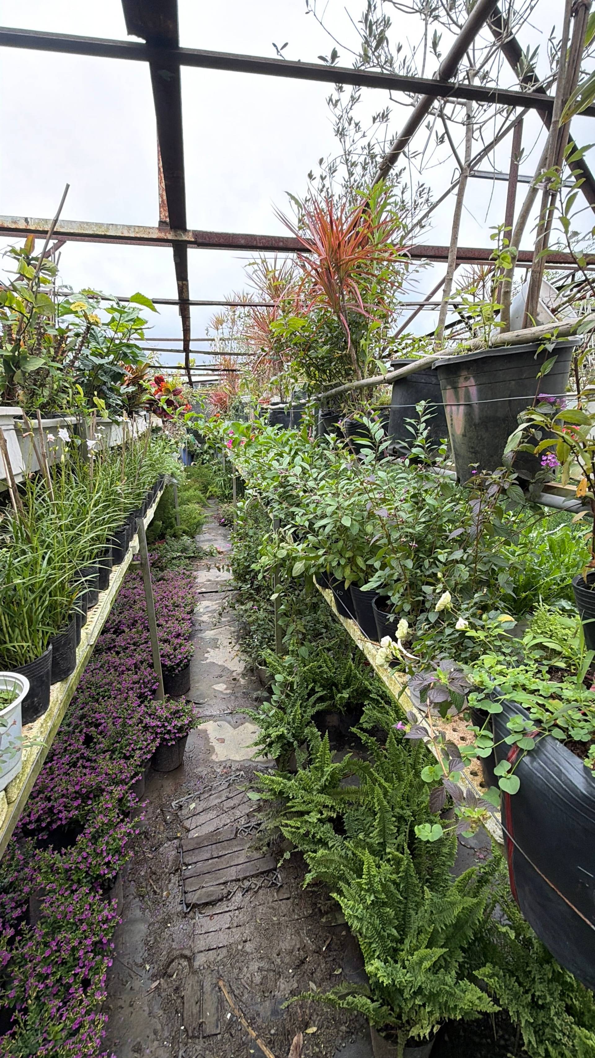 A lush greenhouse in Đà Lạt, Vietnam, filled with a variety of potted plants and flowers, showcasing vibrant greenery under an open metal structure.