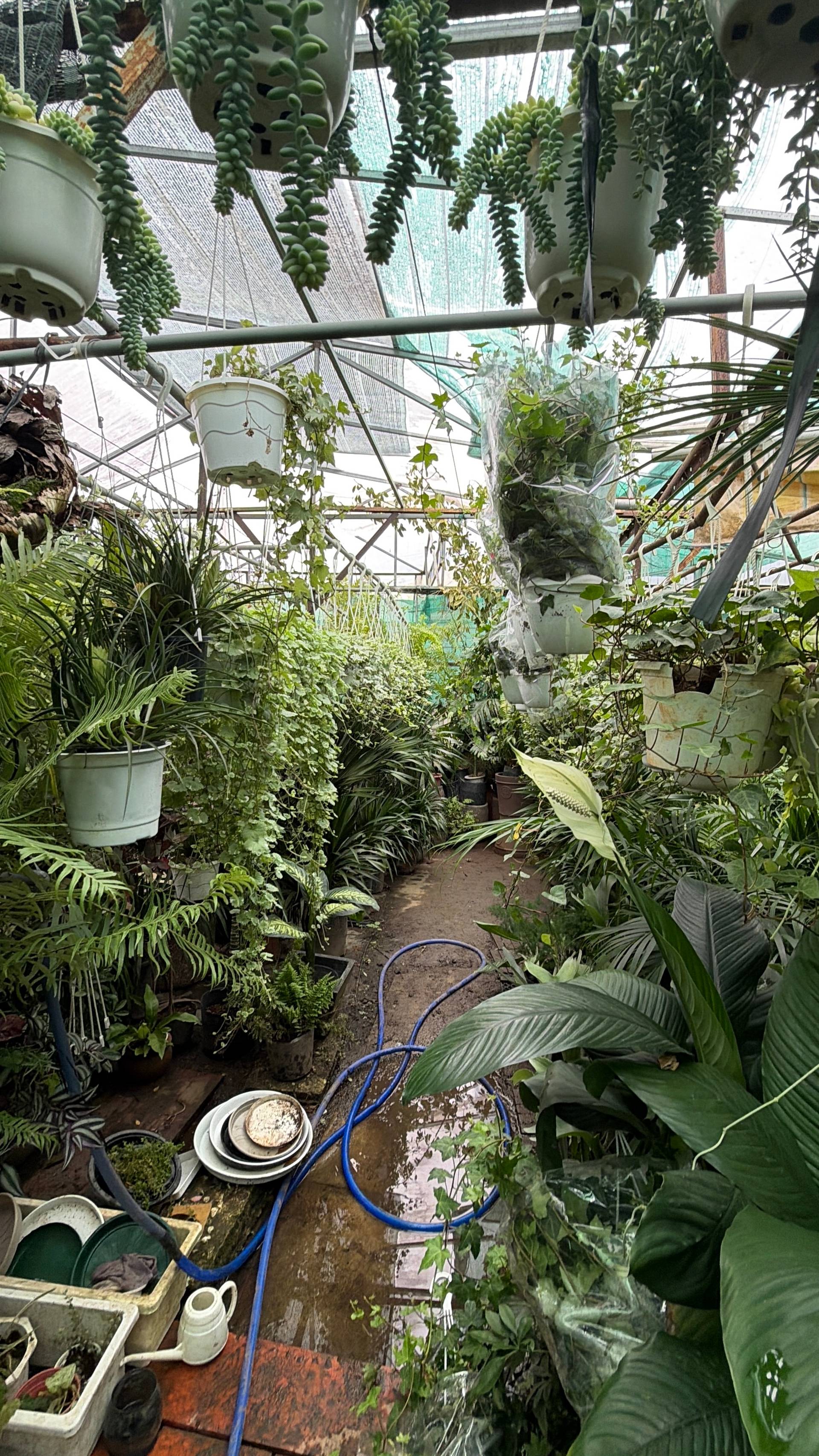 A lush greenhouse in Đà Lạt filled with a variety of hanging and potted plants, creating a serene and vibrant botanical environment.
