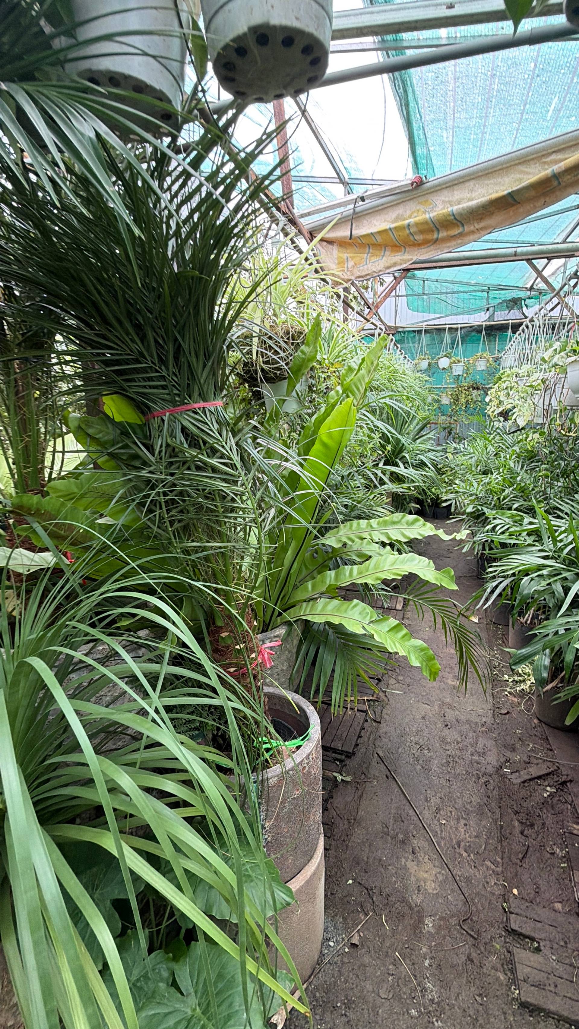 A lush indoor garden in Đà Lạt, Vietnam, featuring a variety of tropical plants and hanging greenery under a glass roof.