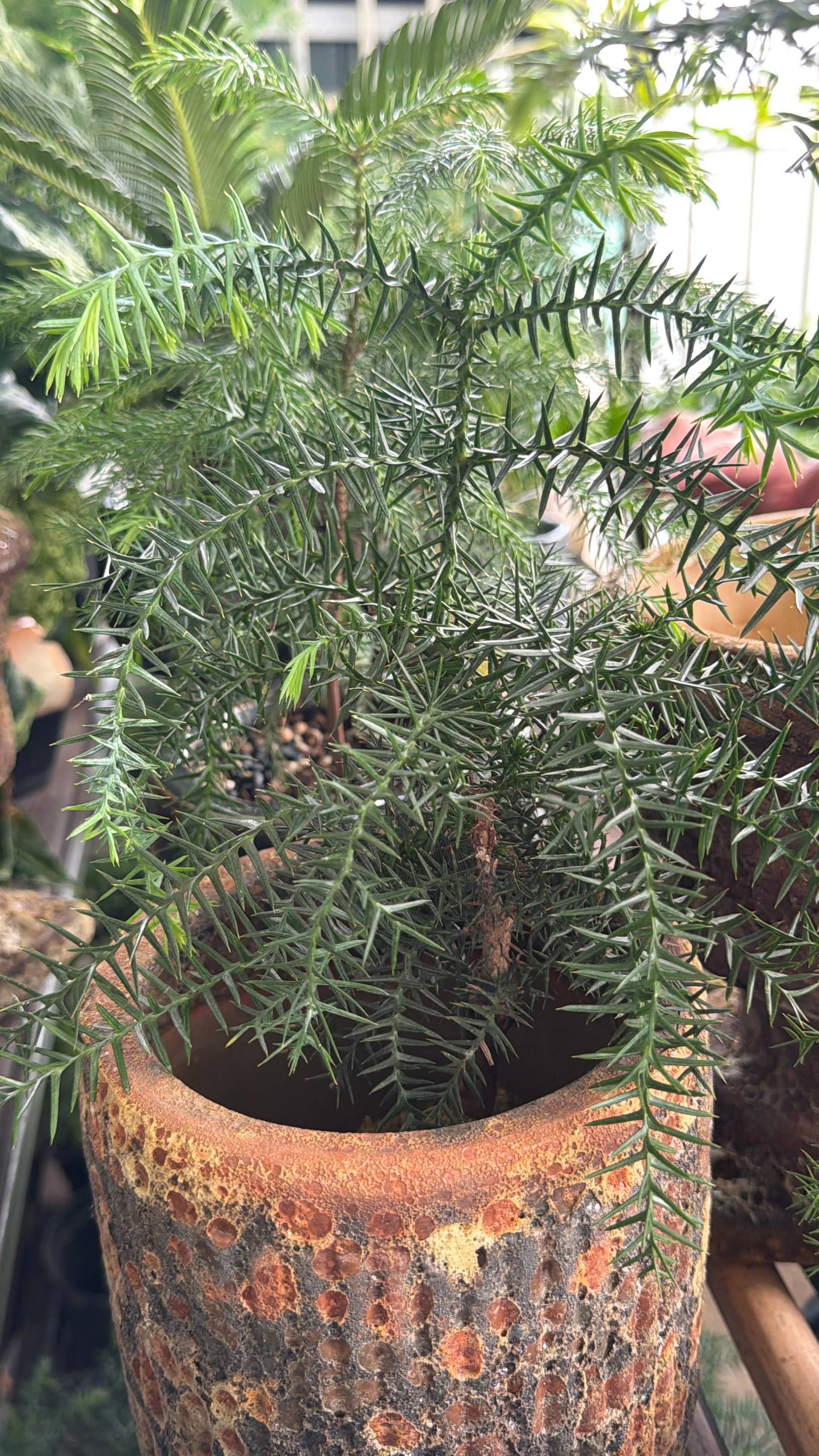 A close-up of a potted Norfolk pine plant with sharp green needles in a rustic terracotta pot, set against the backdrop of lush tropical foliage in Đà Lạt.