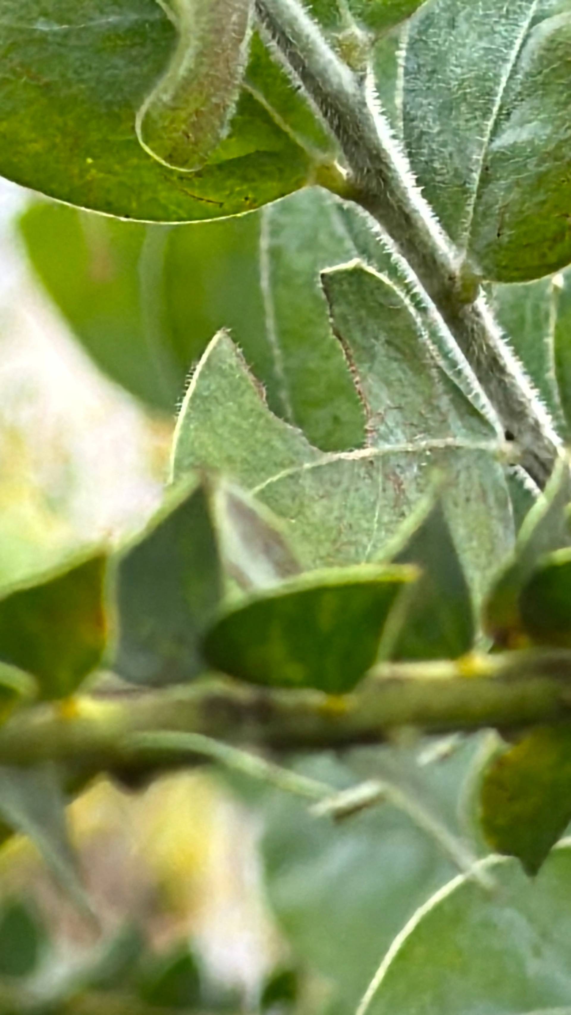 A close-up of a leaf with a bite taken out by insects, set against the backdrop of lush greenery in Đà Lạt, Vietnam.