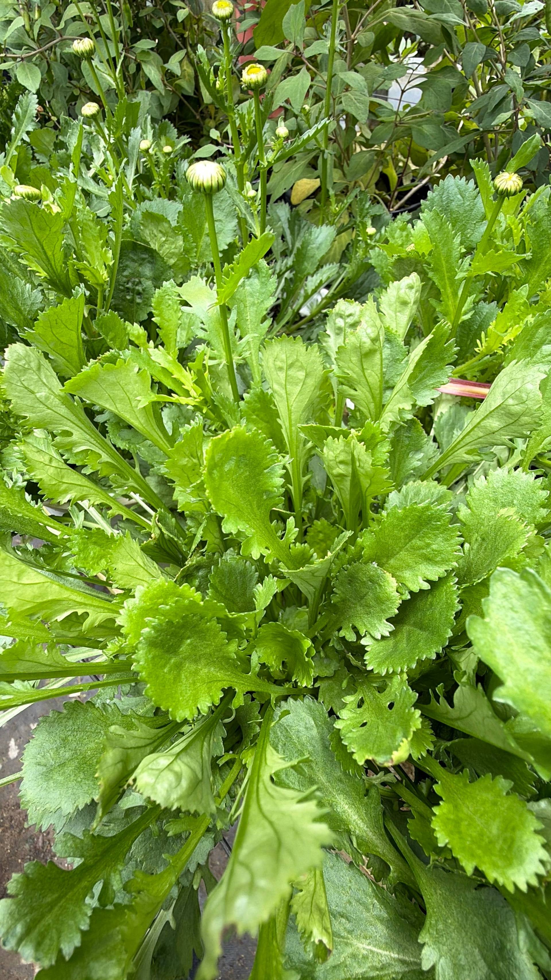 A lush green plant with serrated leaves and small yellow buds in a verdant garden setting, indicative of springtime growth.