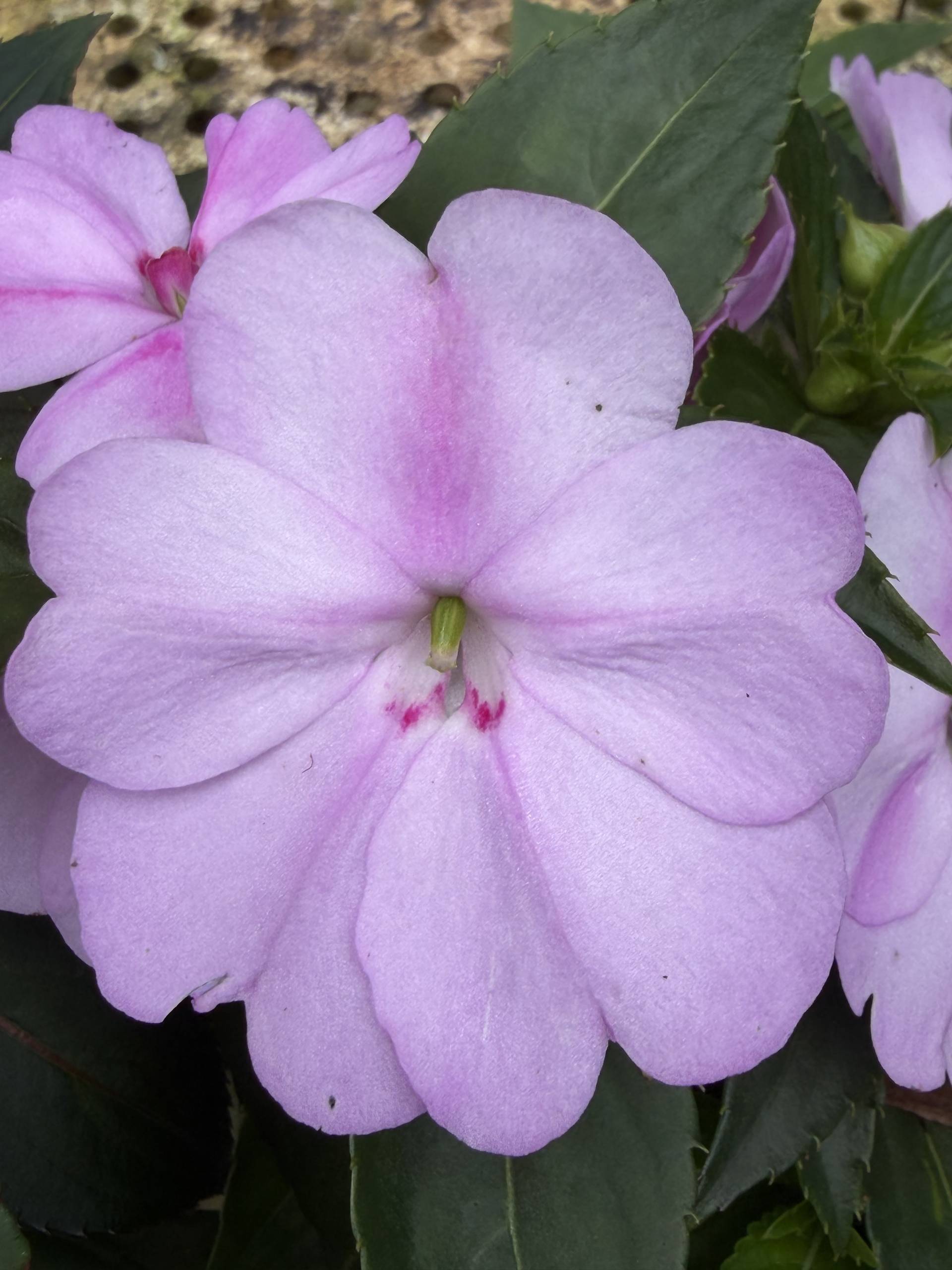 A close-up of a delicate pink flower with green leaves in Đà Lạt, Vietnam, capturing the serene beauty of local flora.