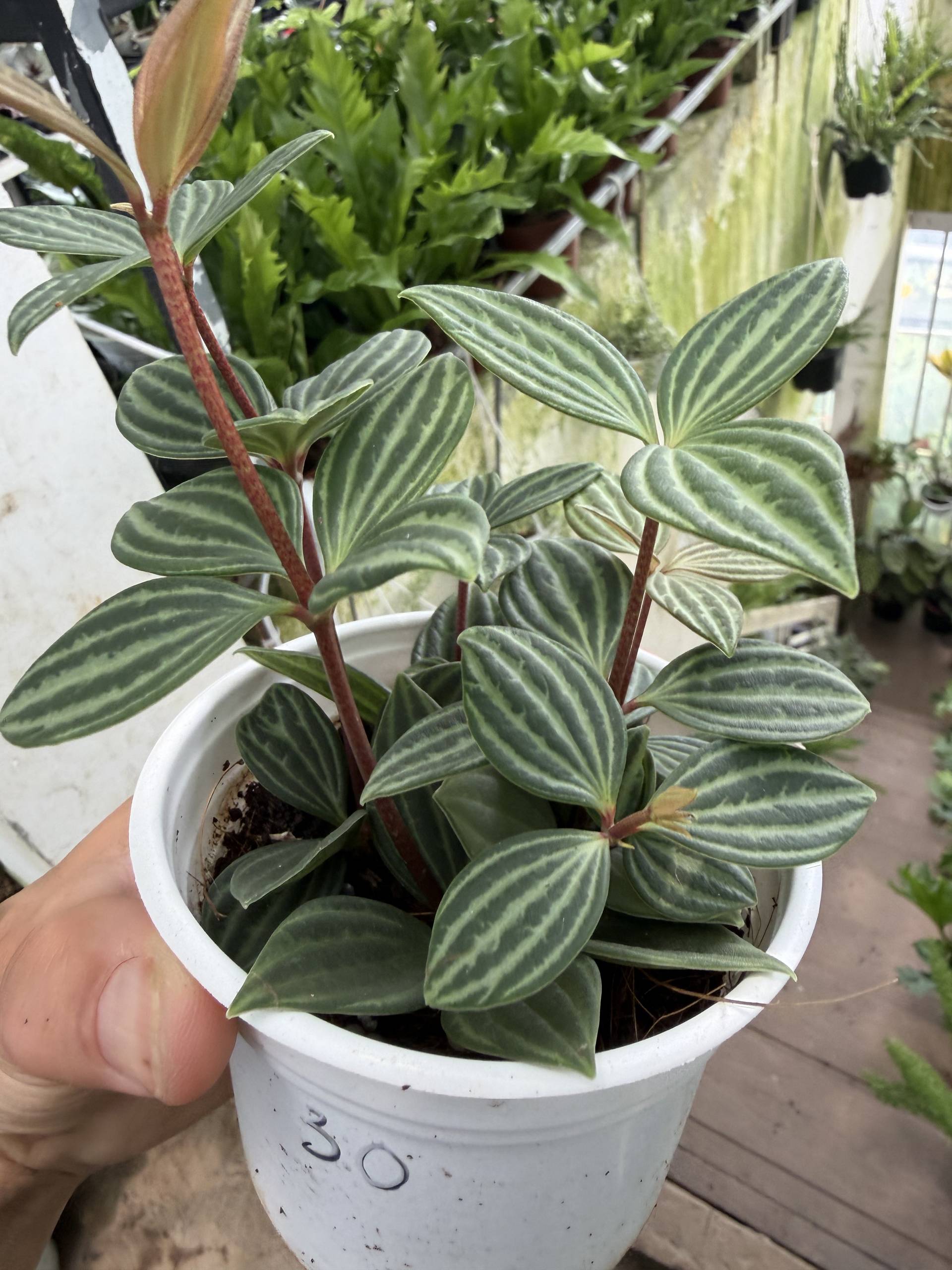 A hand holds a white pot containing a vibrant plant with striped green leaves in a greenhouse setting in Đà Lạt, Vietnam.