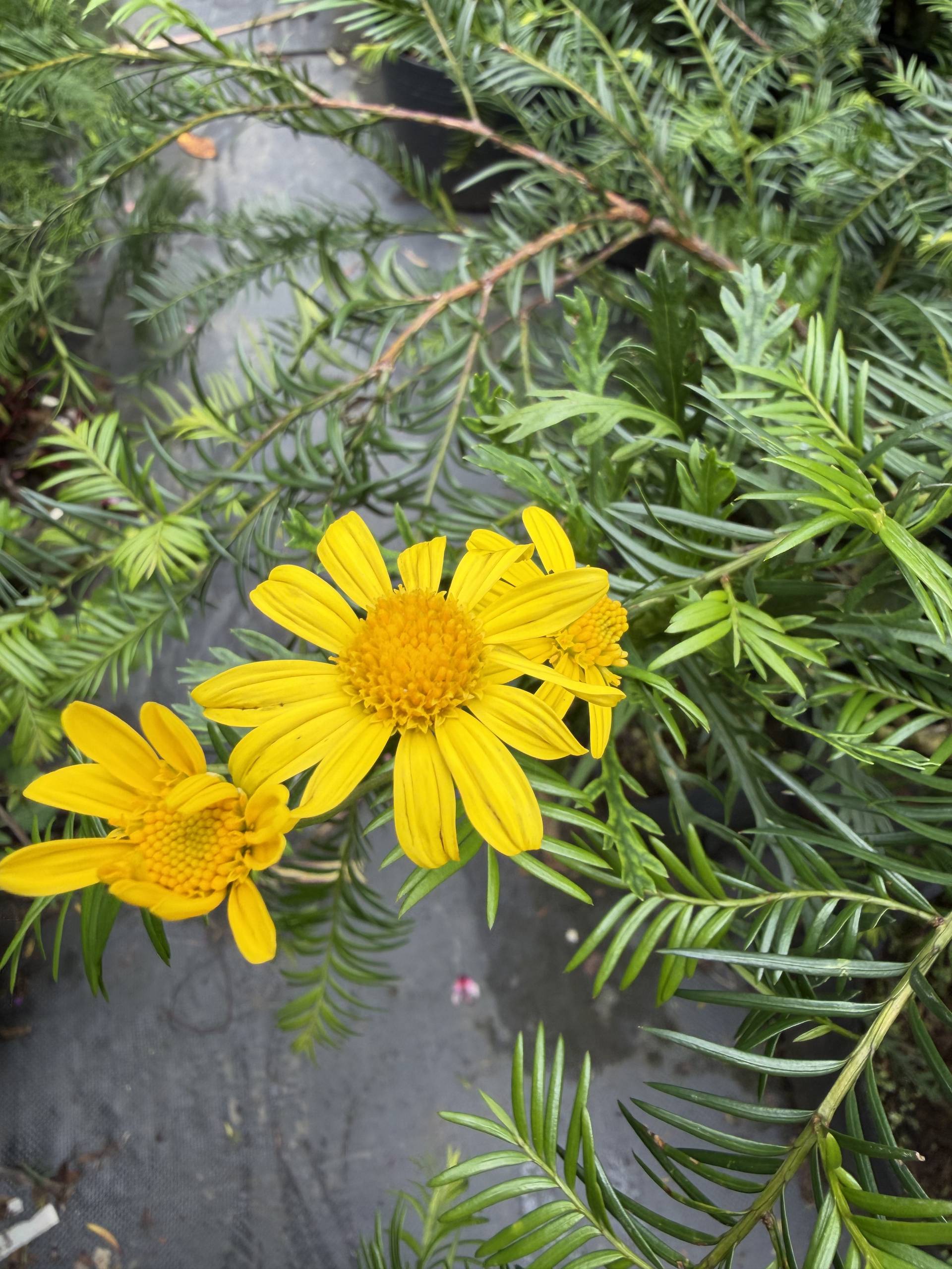 A vibrant scene in Đà Lạt featuring bright yellow flowers amidst lush green foliage, capturing a serene and natural beauty typical of the region.