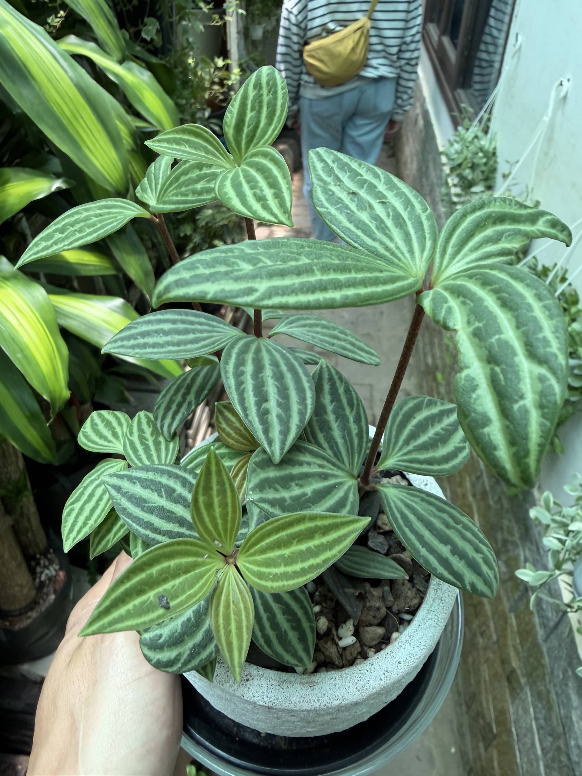 A hand holds a vibrant plant with striped leaves in a pot, surrounded by lush greenery and a person in the background wearing a striped shirt and yellow bag.