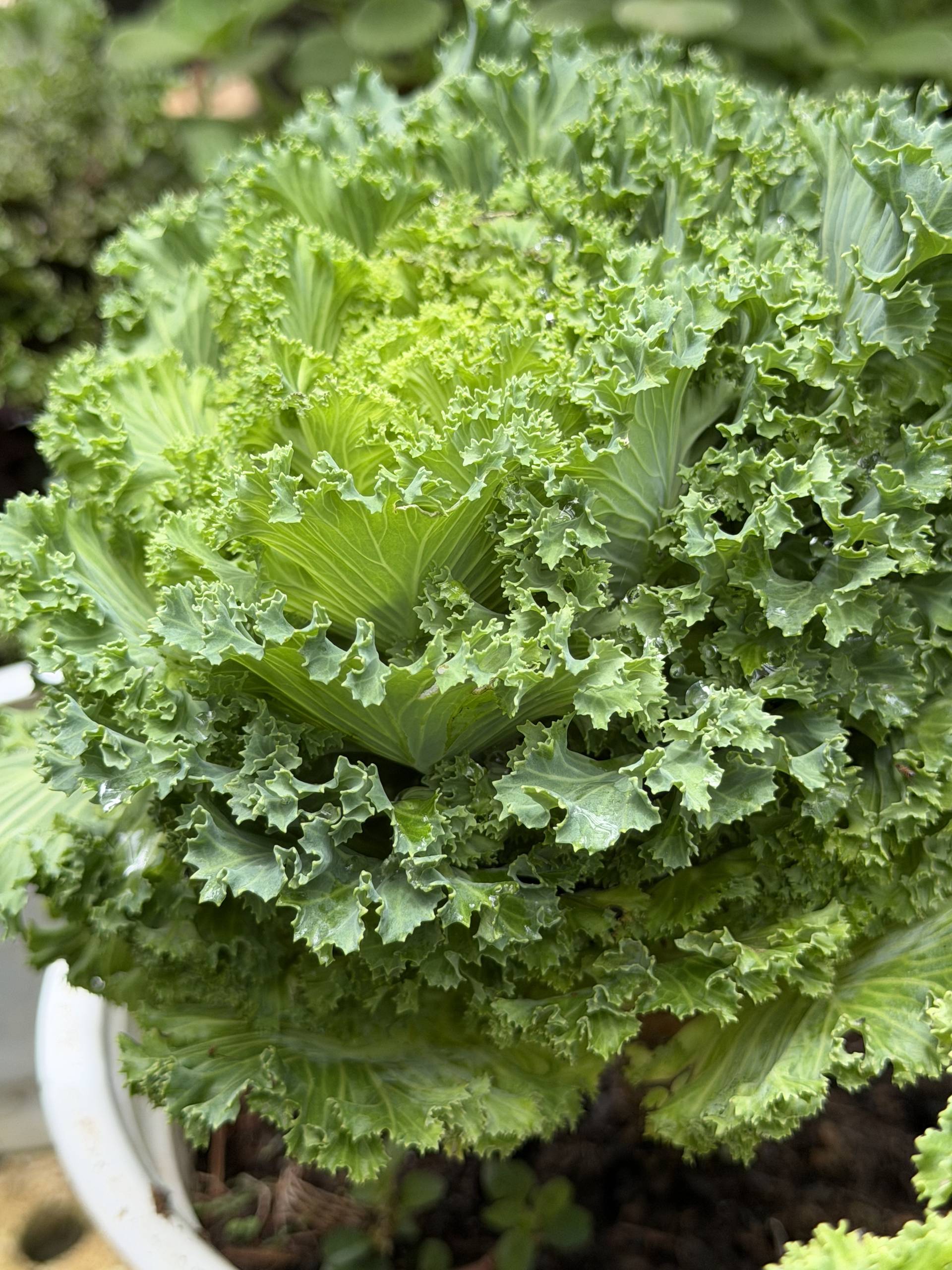 A close-up of lush kale leaves in a pot, showcasing their vibrant green color and intricate textures against a blurred background.