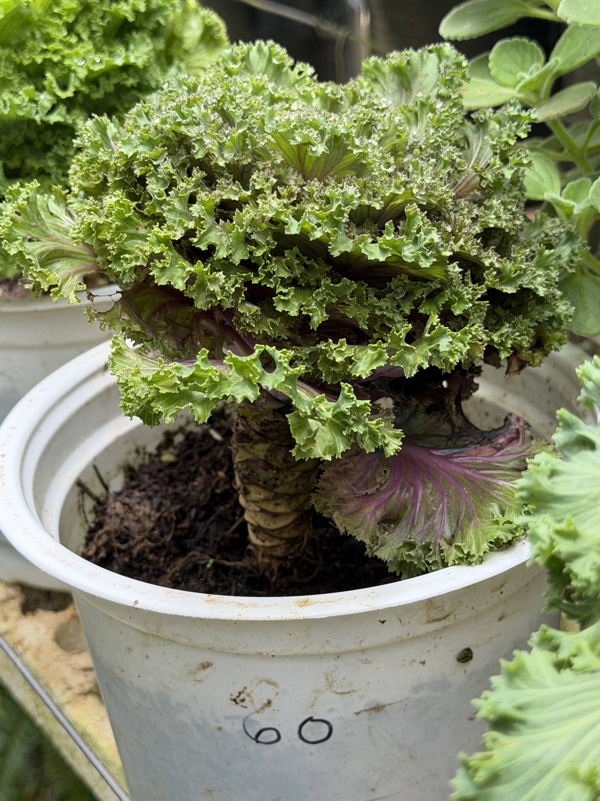 A close-up of a vibrant kale plant growing in a white pot labeled '60', set against the backdrop of a serene garden scene in Đà Lạt, Vietnam.