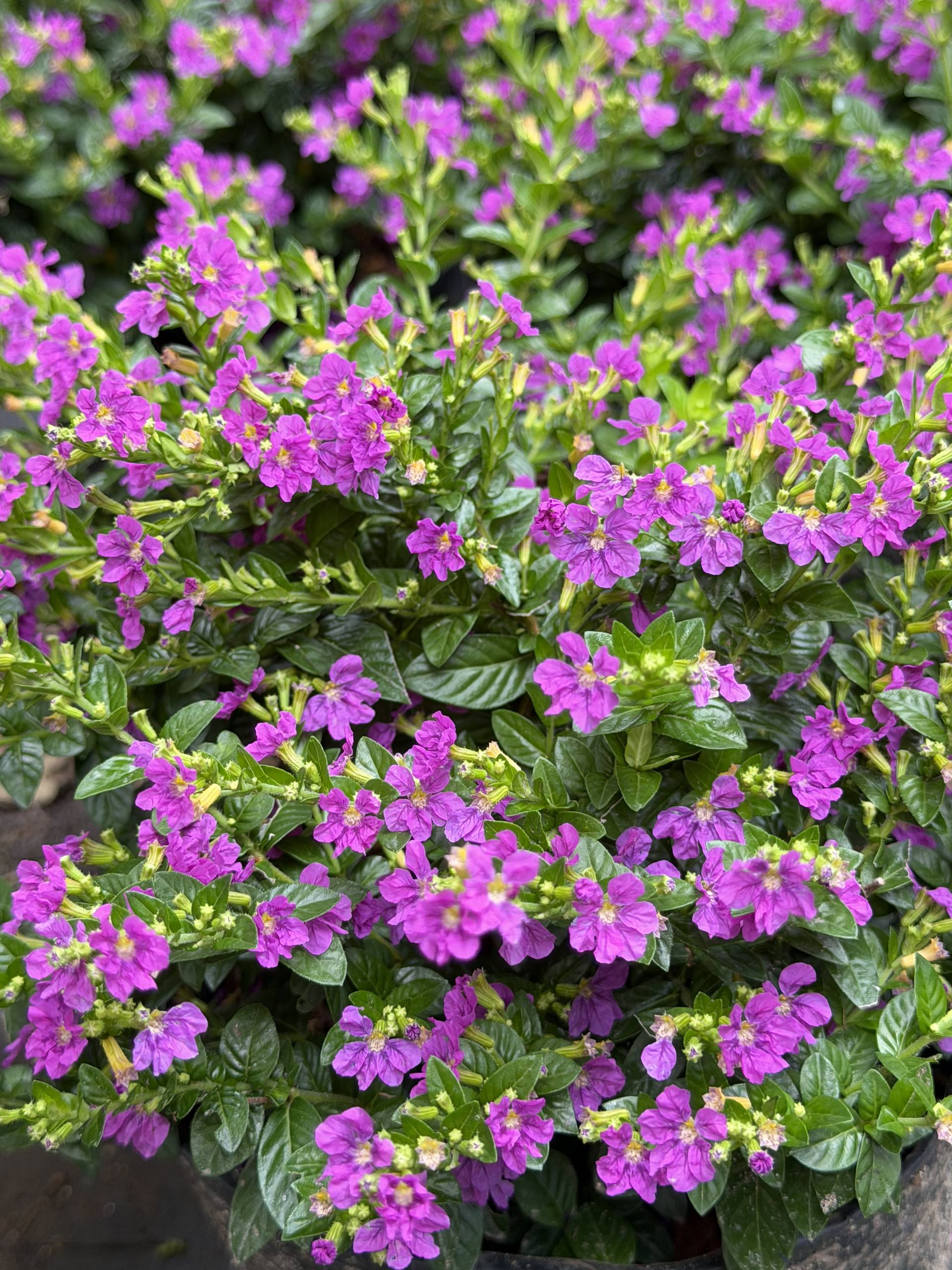A vibrant display of purple flowers in full bloom, set against lush green foliage, capturing the serene beauty typical of Đà Lạt's natural landscapes.