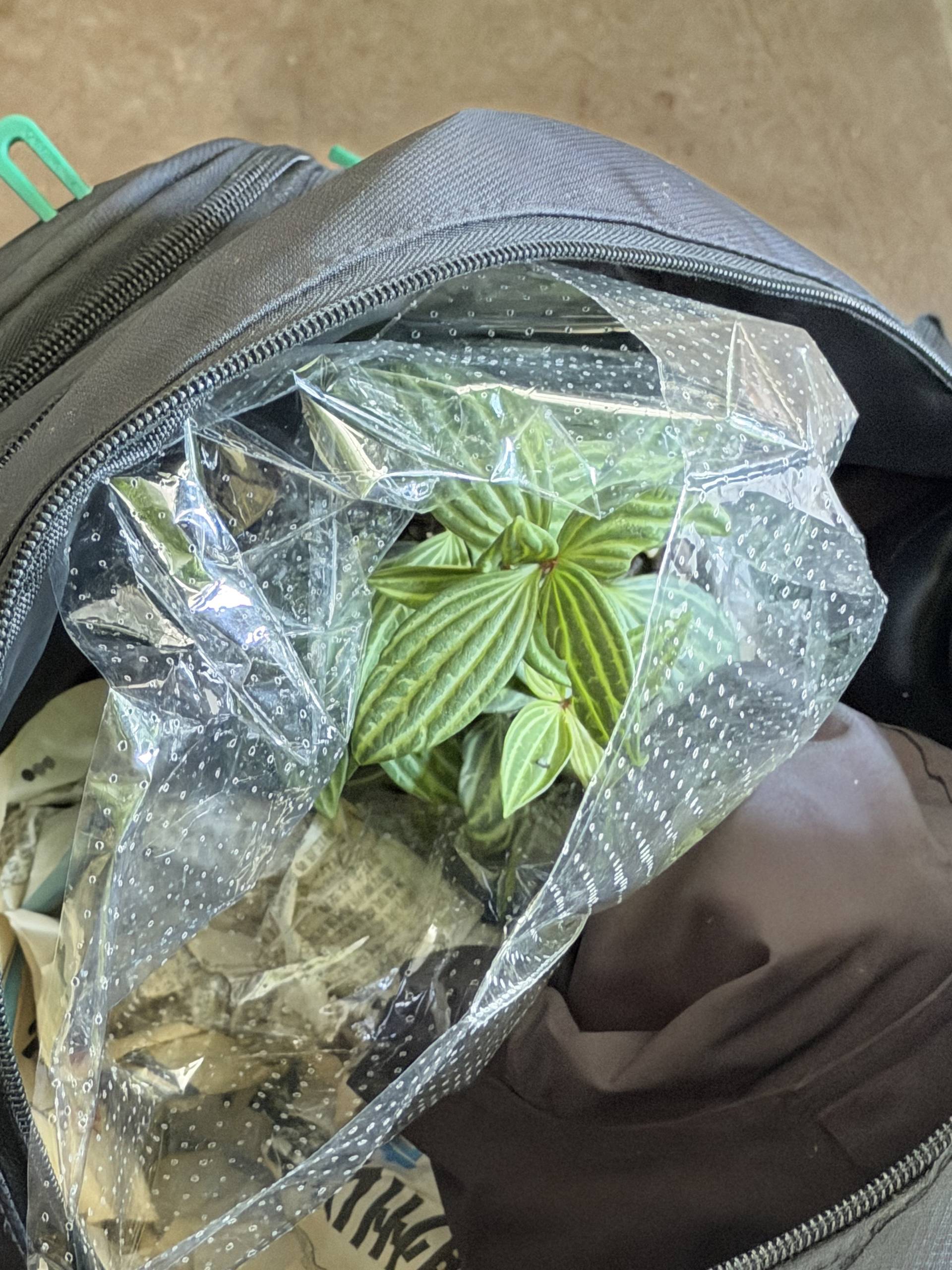 A plant wrapped in plastic is seen inside a backpack, likely being transported from or to an event in Đà Lạt, Vietnam.