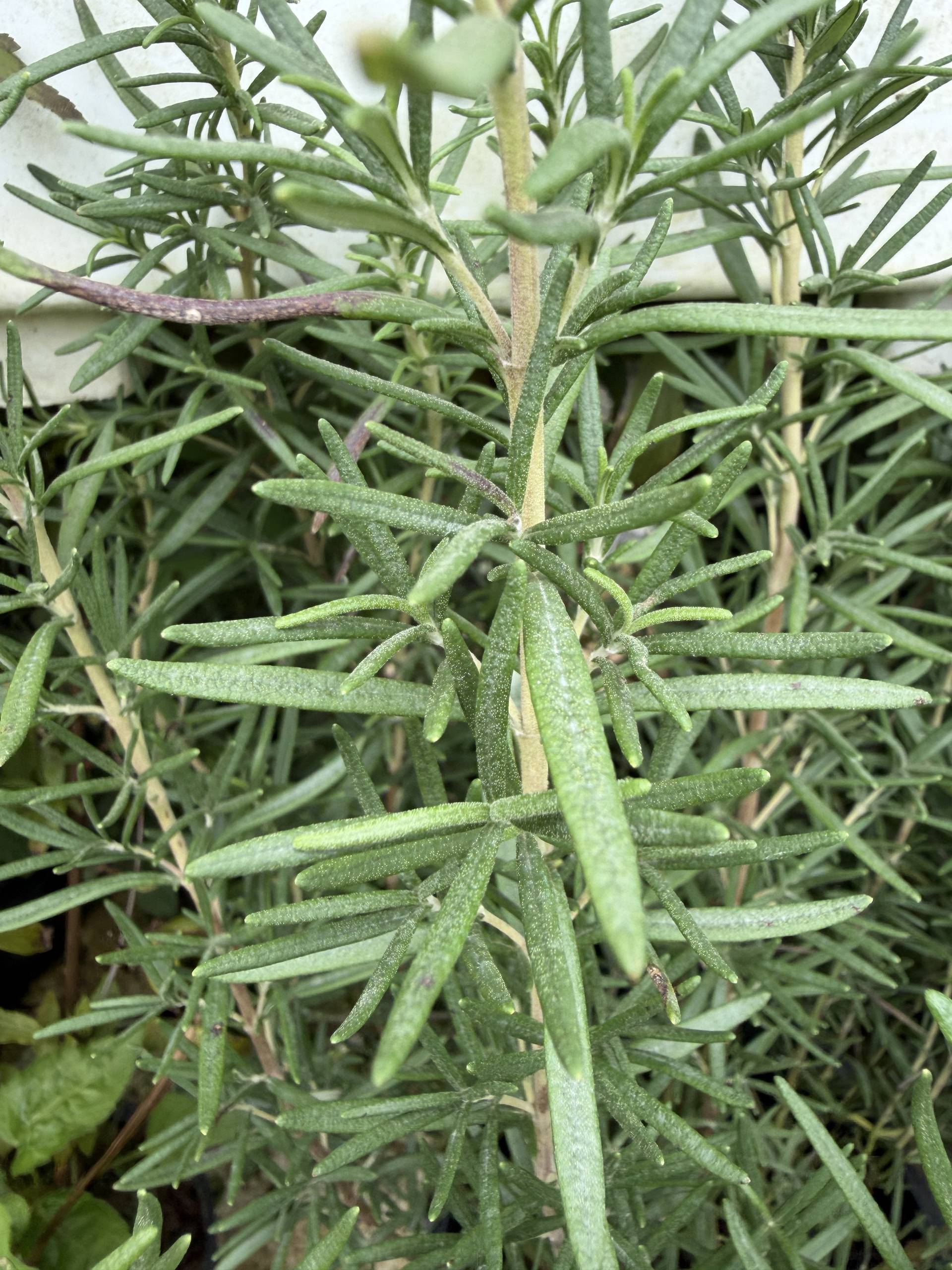 A close-up of a rosemary plant with its distinctive needle-like leaves, set against a blurred background in Đà Lạt, Vietnam.