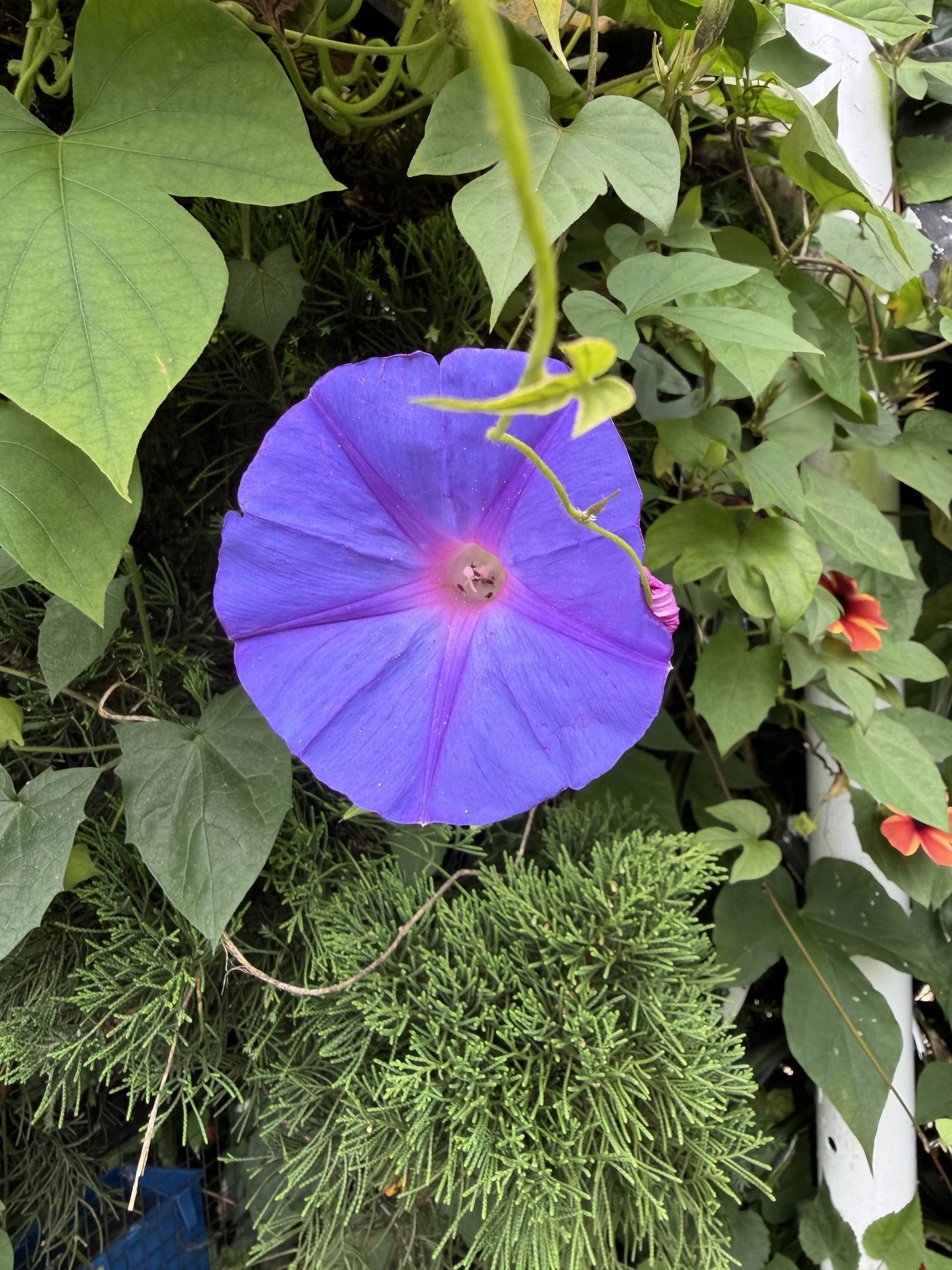 A vibrant blue morning glory flower blooms amidst lush greenery in Đà Lạt, Vietnam, capturing a serene and natural beauty.