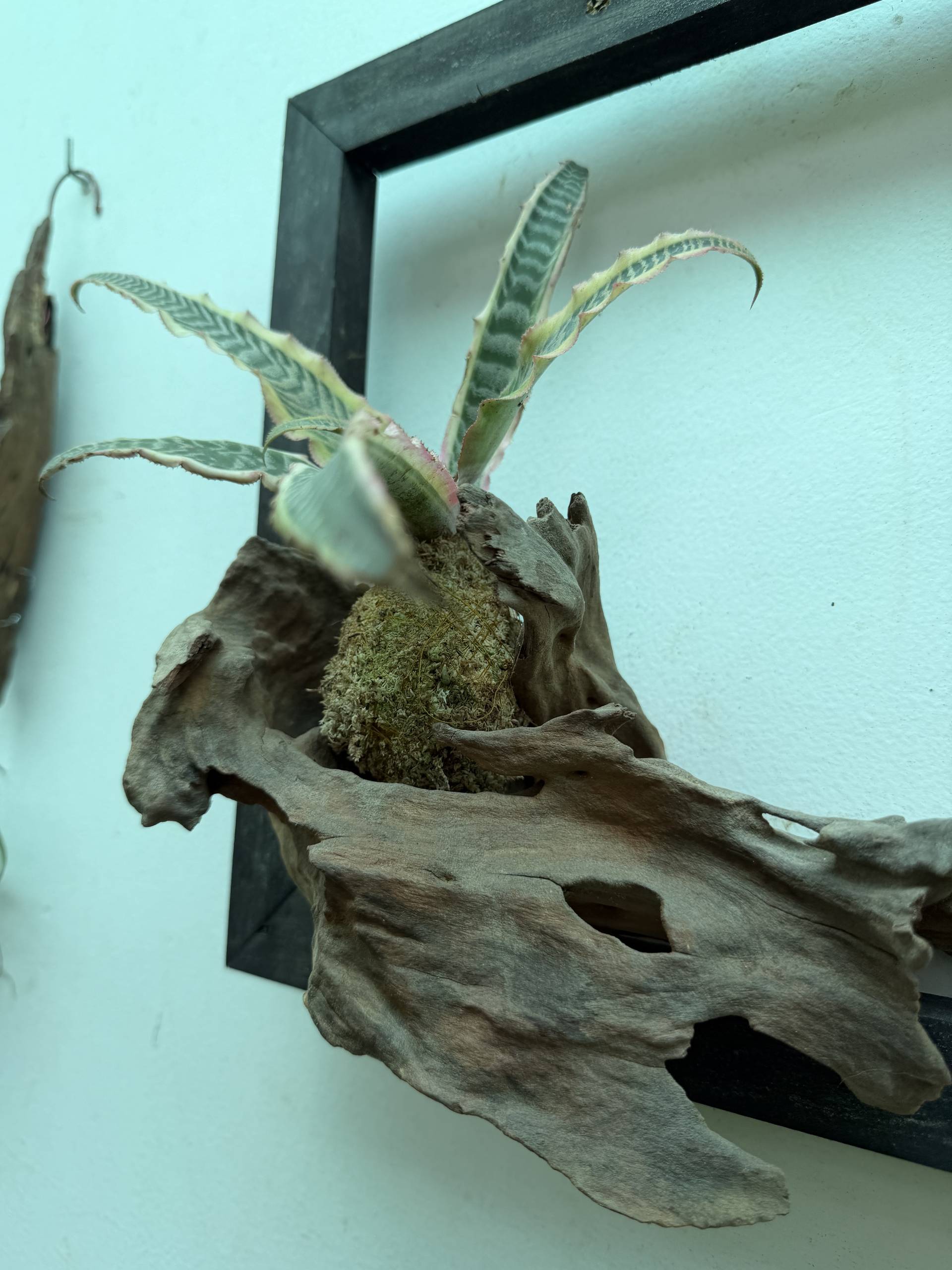 A serene indoor setting in Đà Lạt featuring a unique succulent arrangement placed within a natural wood slice, creating an artistic and tranquil atmosphere.