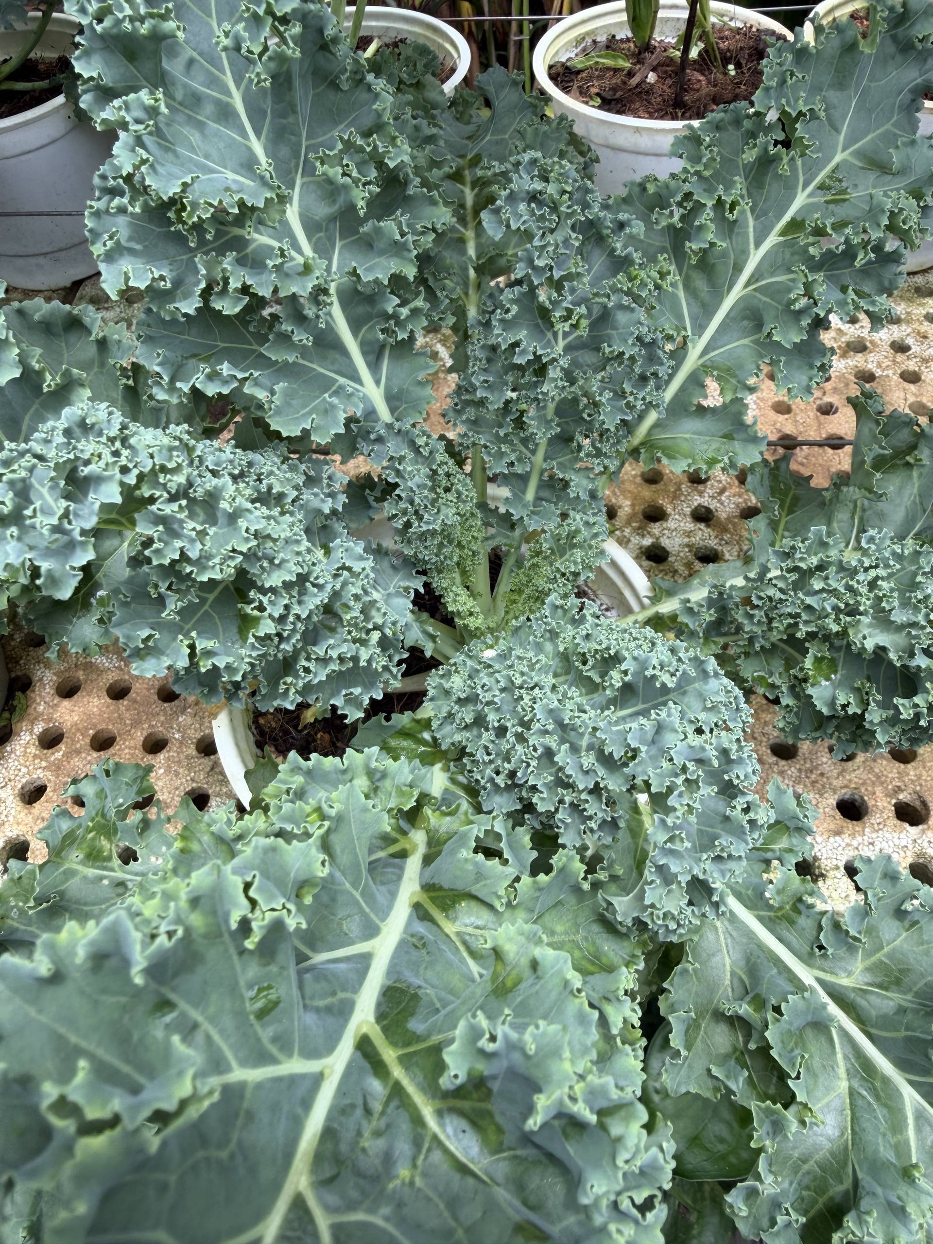 A lush kale plant thriving in a pot garden setting, showcasing vibrant green leaves with intricate textures and veins, indicative of healthy growth.