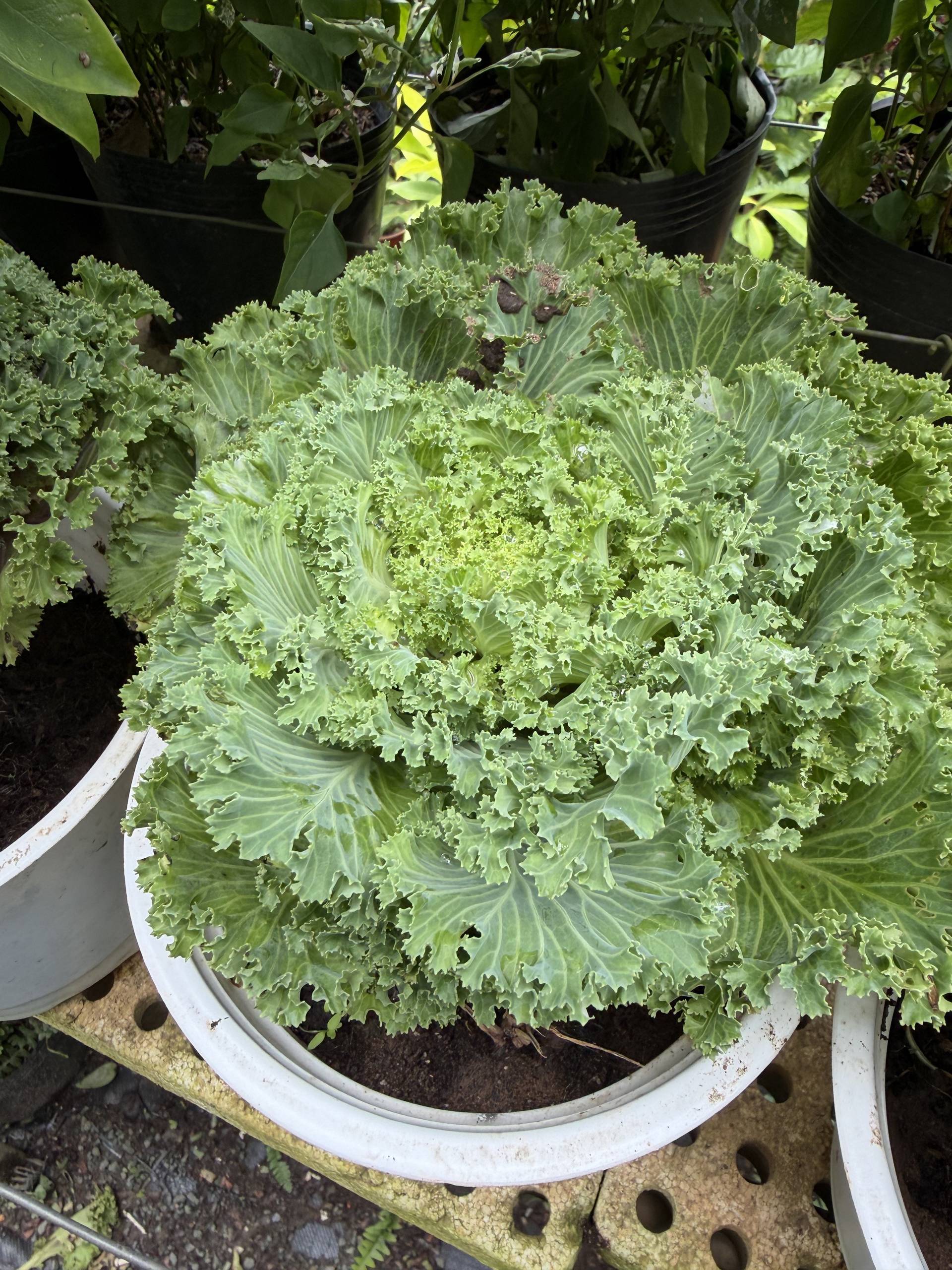 A vibrant green kale plant thriving in a pot amidst lush foliage in Đà Lạt's serene garden setting.