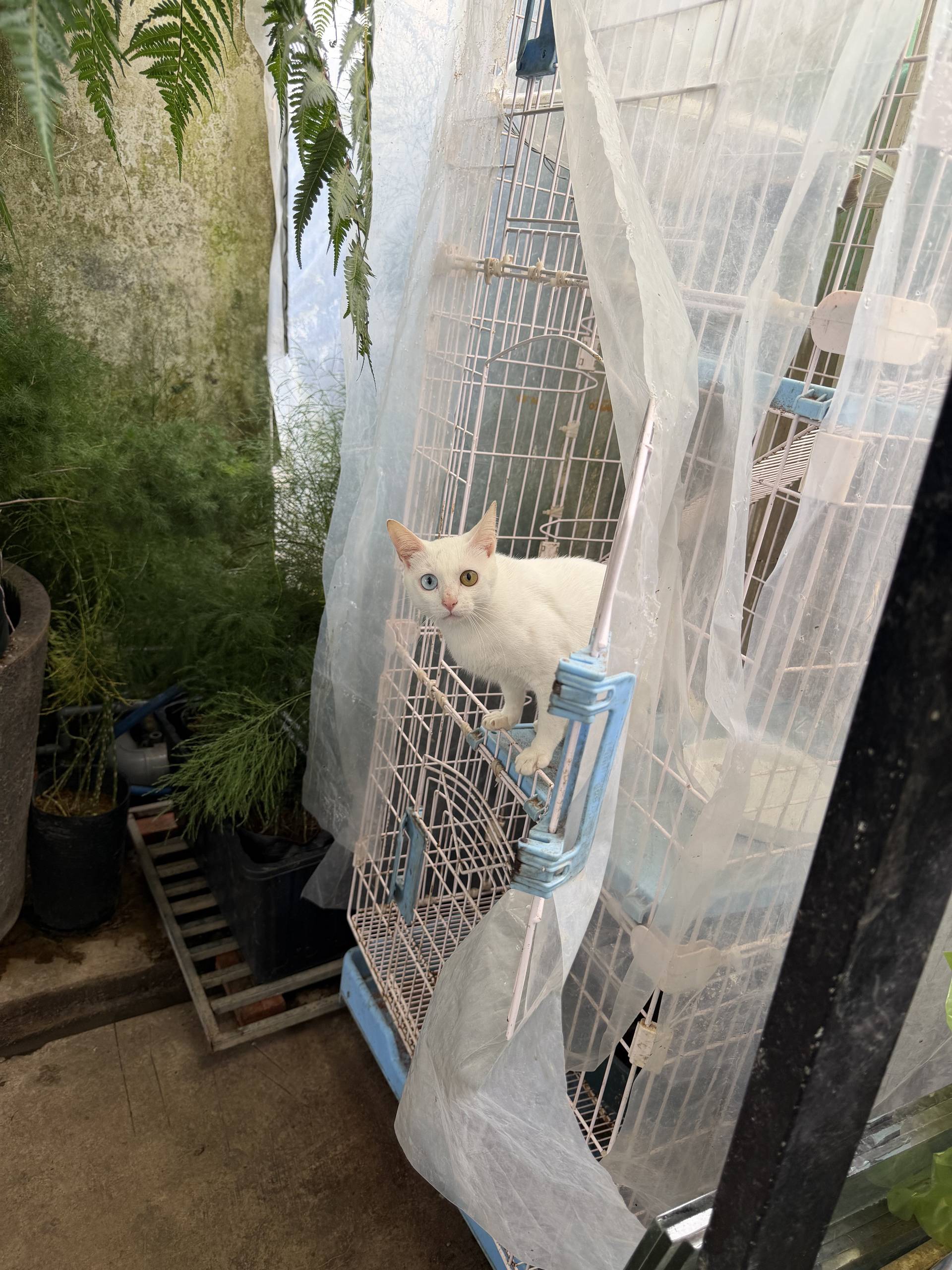 A white cat with heterochromia stands inside a birdcage in a garden setting surrounded by plants and plastic sheeting.