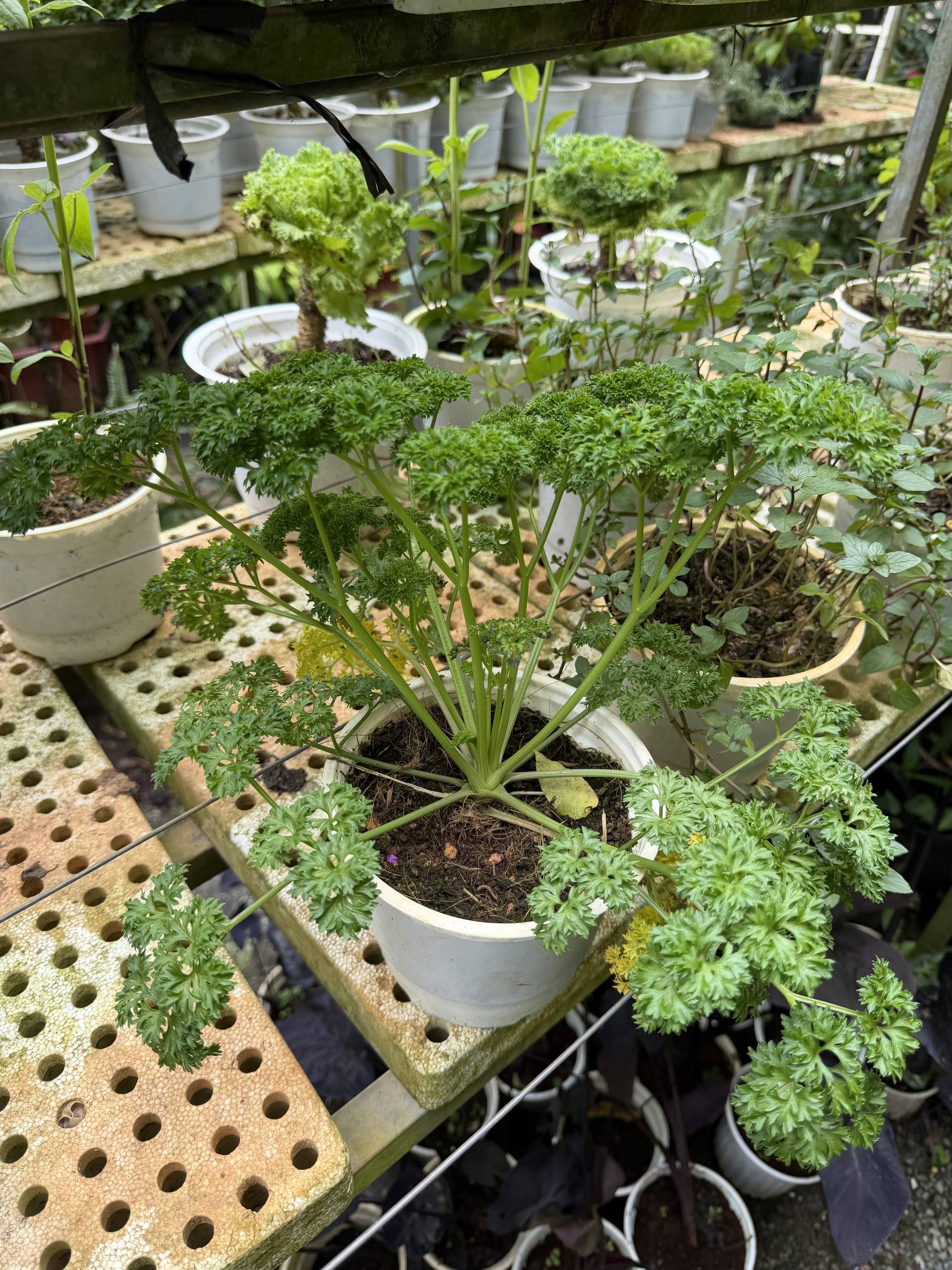 A lush garden scene in Đà Lạt featuring vibrant green parsley plants thriving in white pots, surrounded by various potted herbs and foliage.