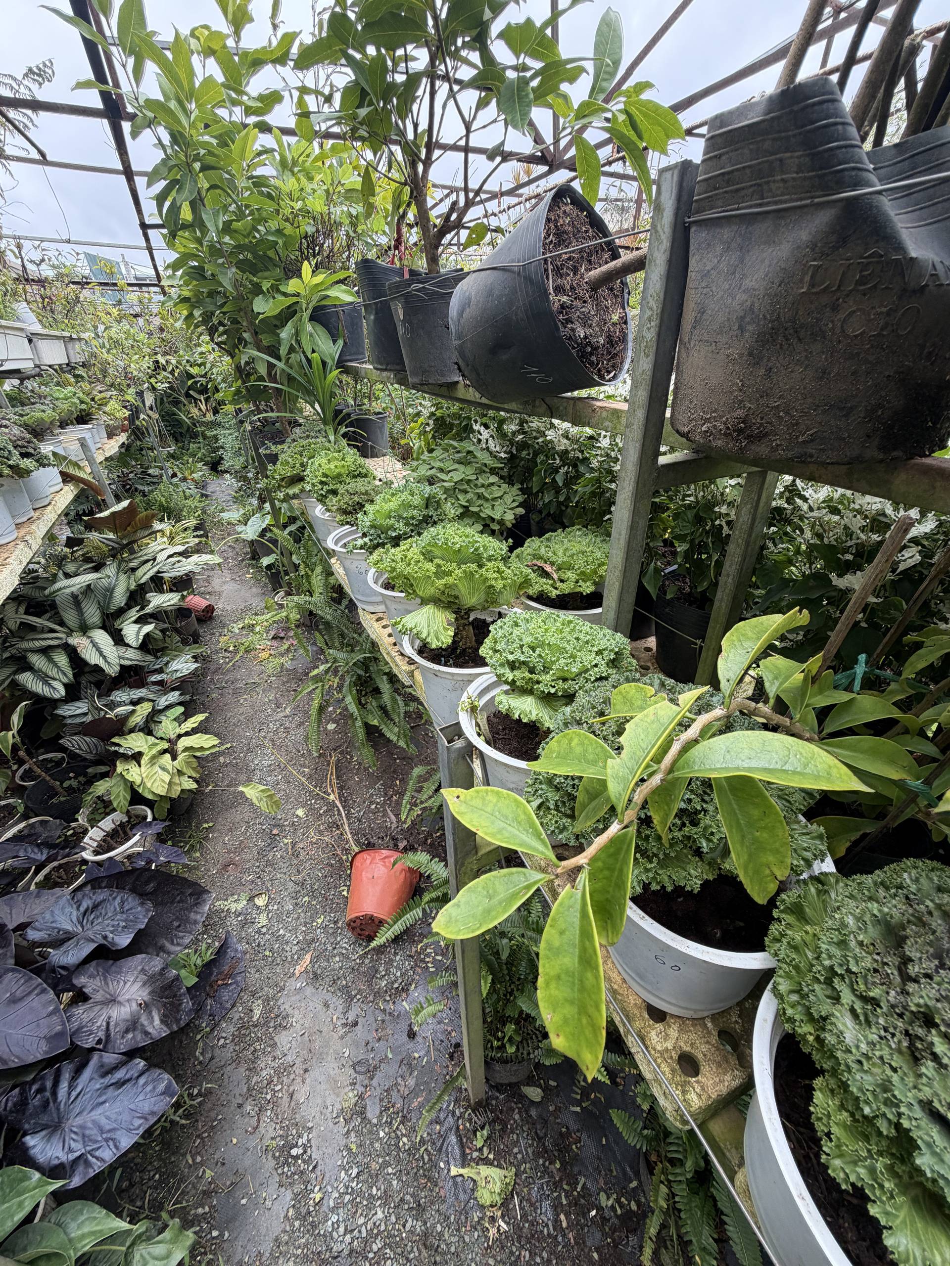A vibrant greenhouse in Đà Lạt, Vietnam, filled with a variety of potted plants and lush greenery, showcasing the local horticultural scene.