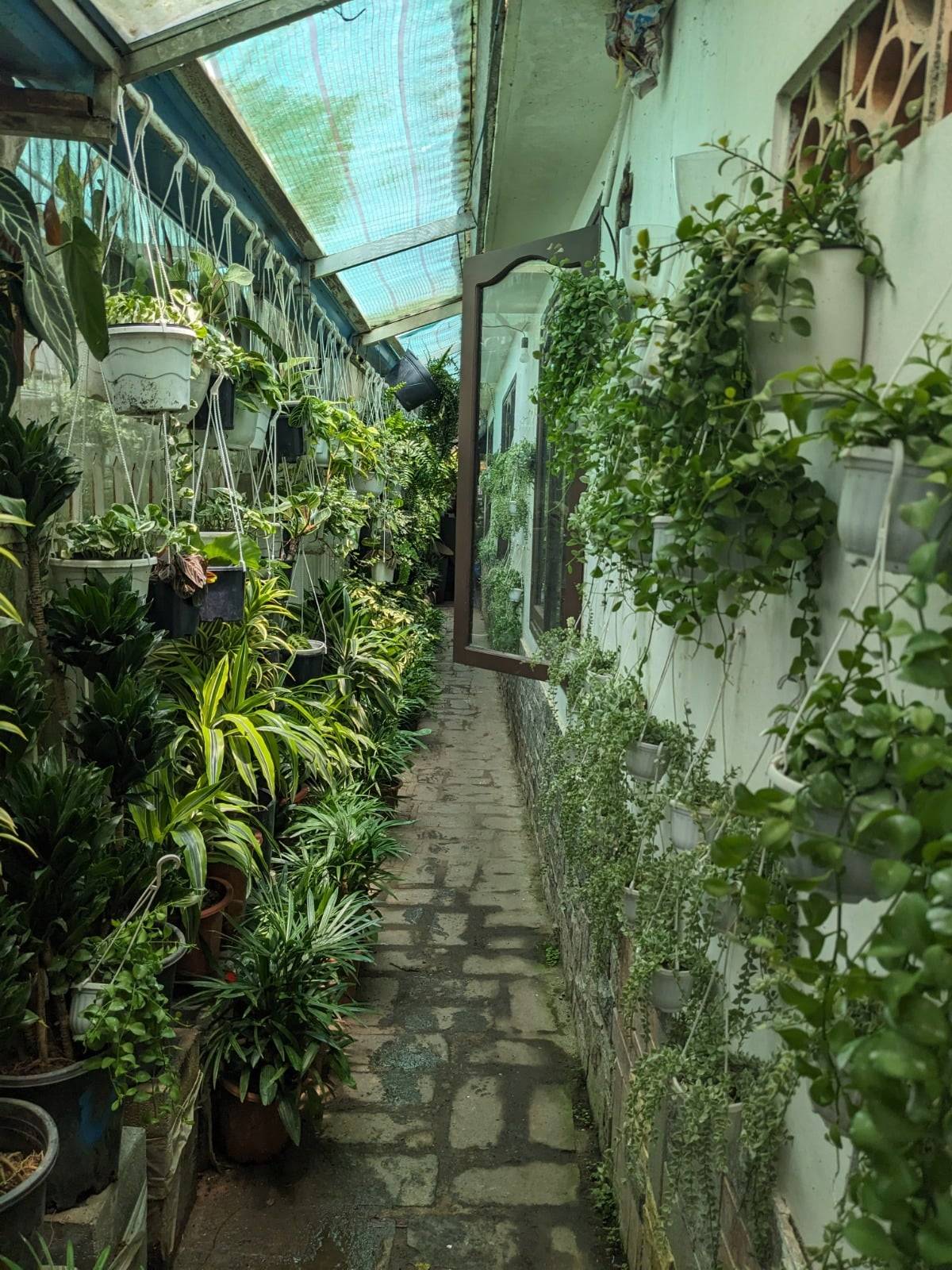 A serene alleyway in Đà Lạt, Vietnam, lined with lush green plants and hanging pots, creating a tranquil and vibrant atmosphere.
