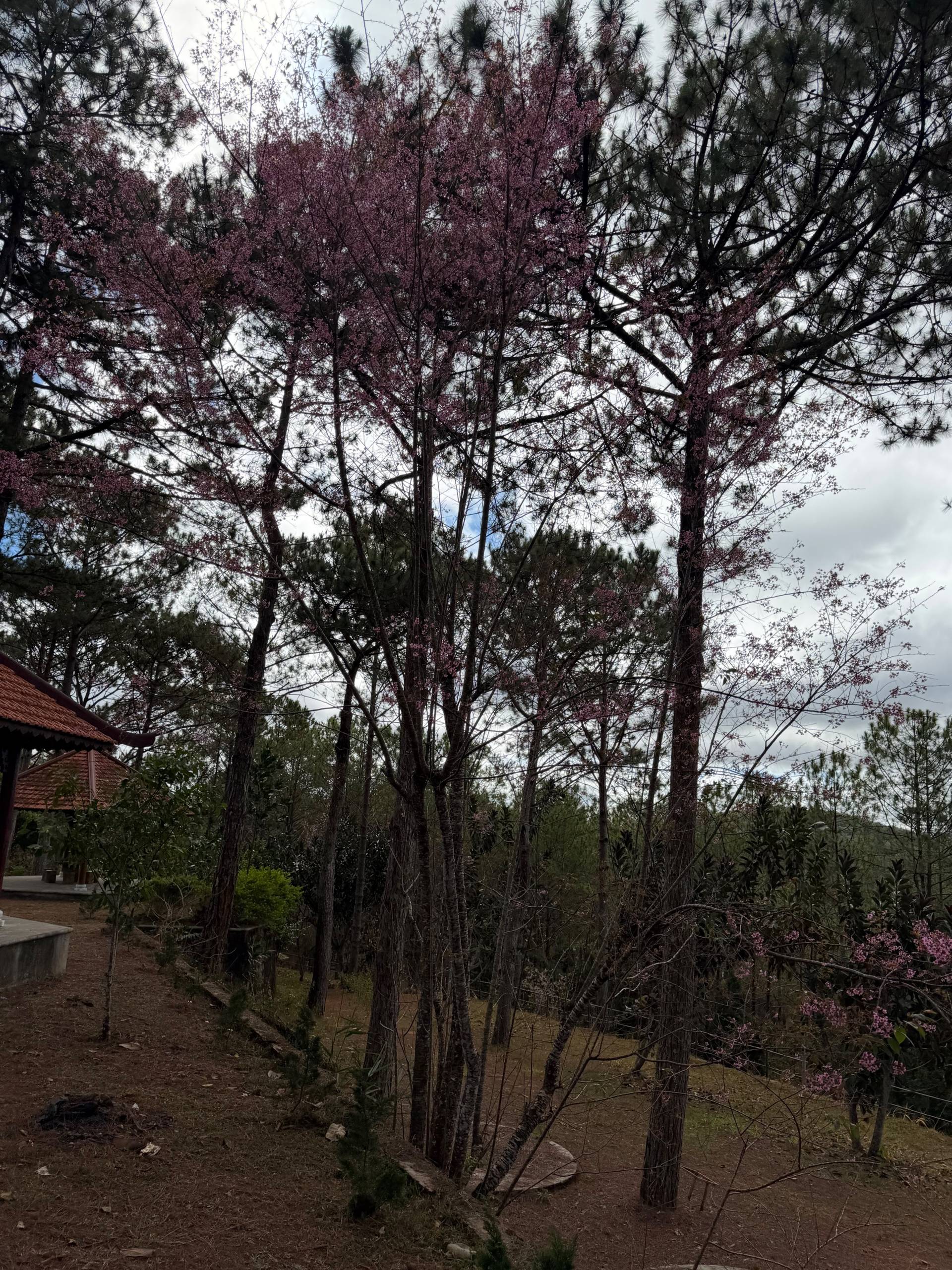 Photo from Đà Lạt