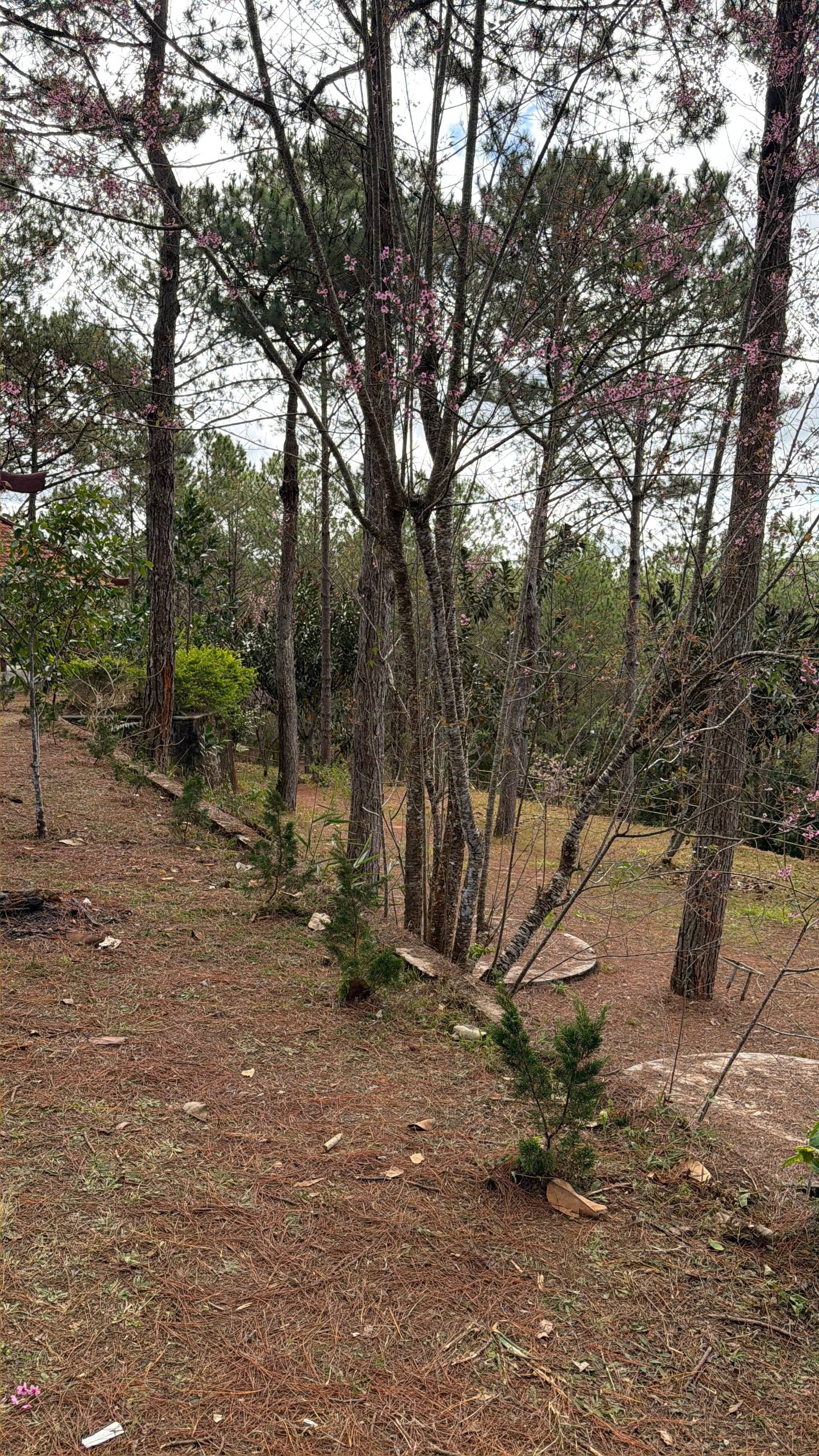 Photo from Đà Lạt