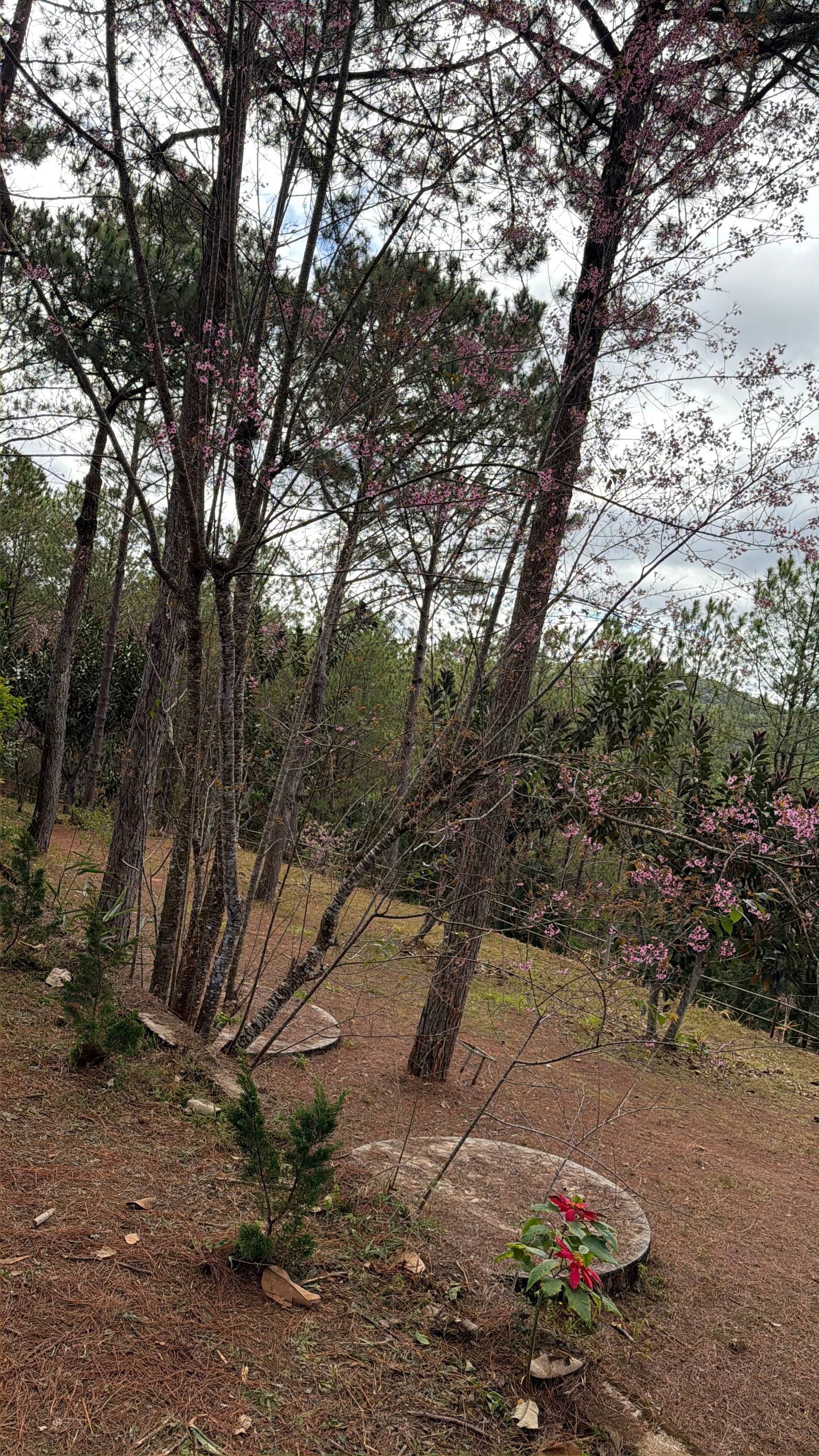 Photo from Đà Lạt
