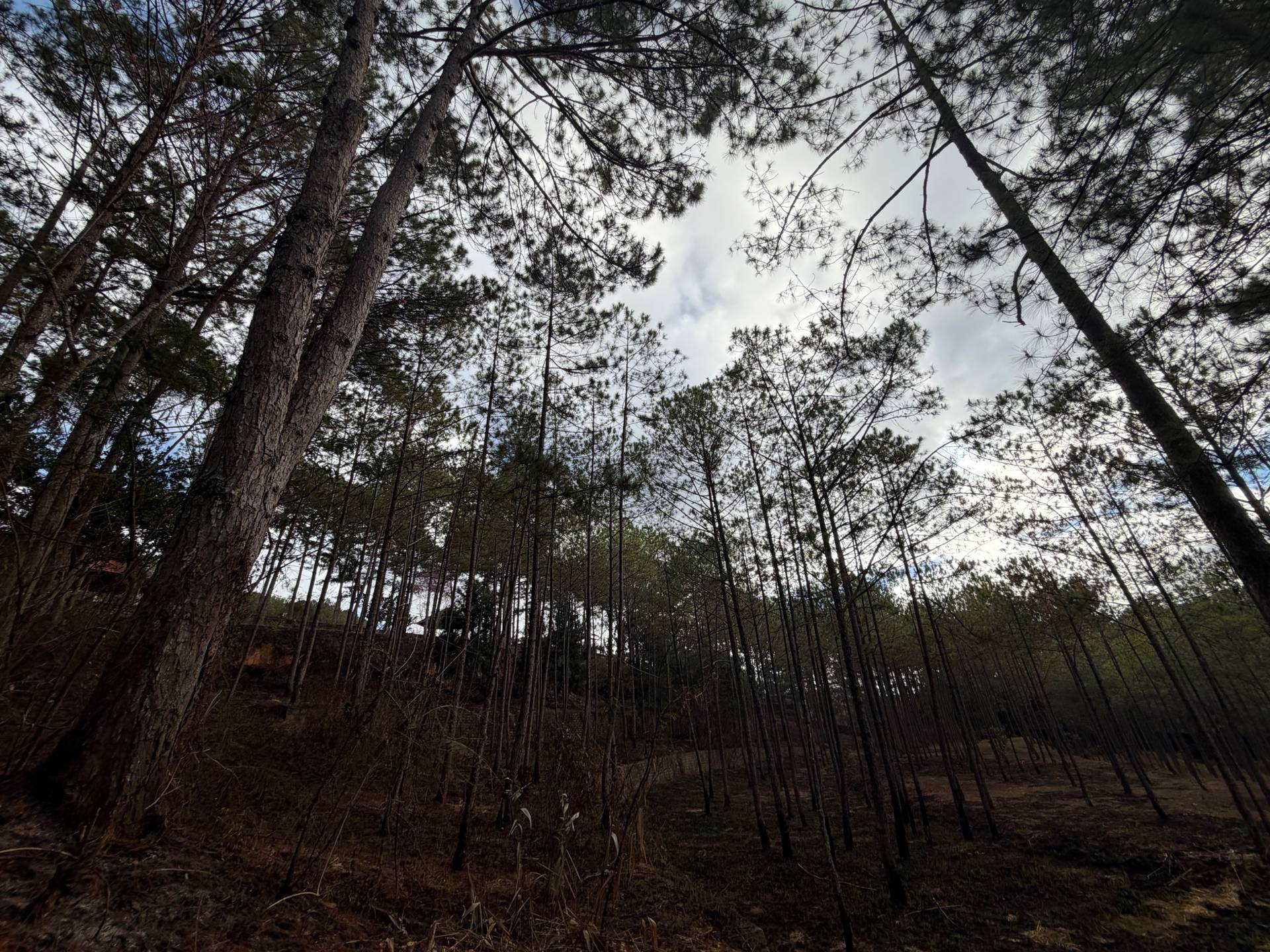 The soaring pine forest interior of Đà Lạt showcases towering tree trunks reaching toward overcast skies. This serene woodland captures the essence of the highlands' cool, misty forest character.