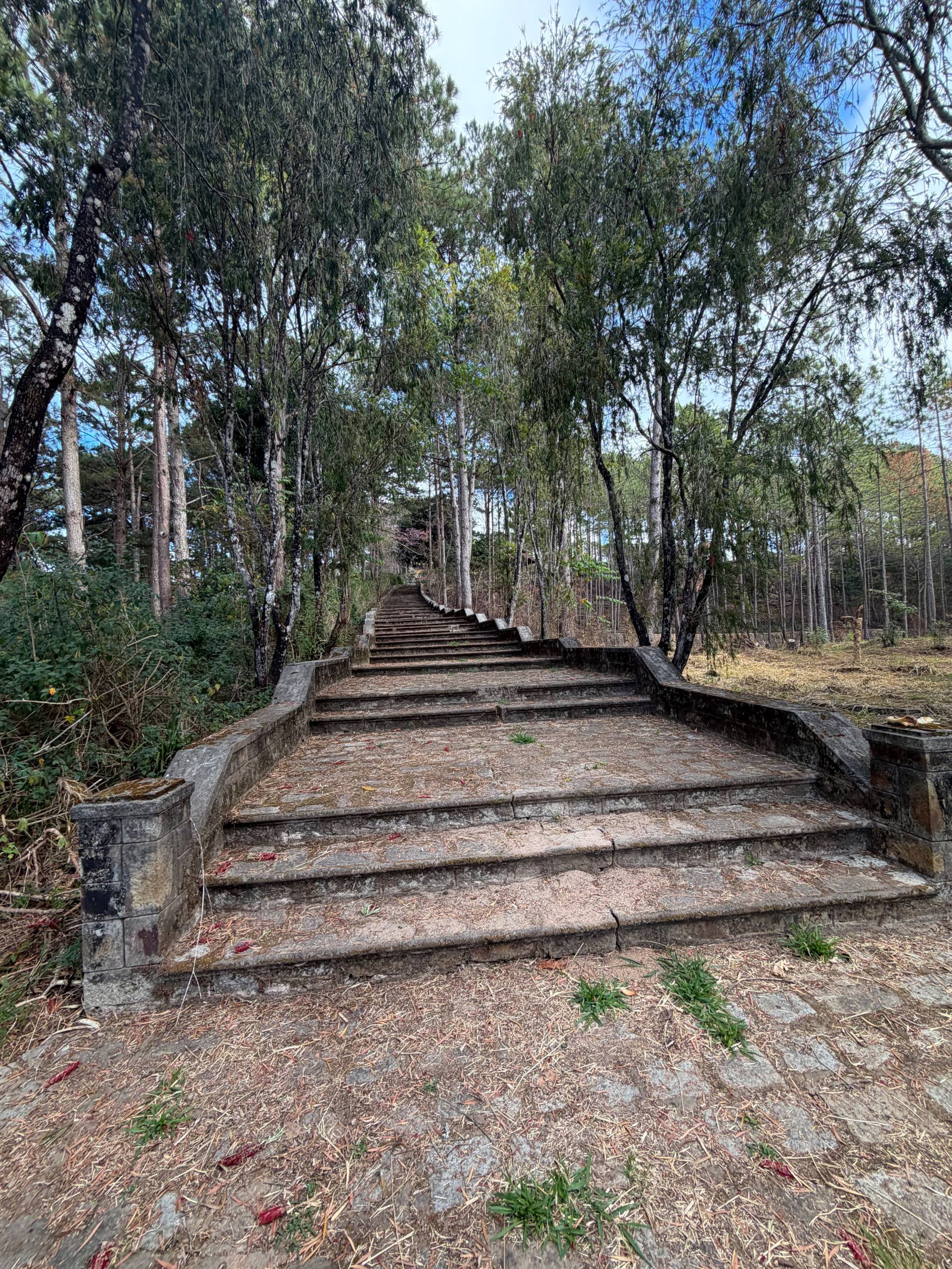 A dramatic stone staircase ascends through towering pine forest in Đà Lạt, creating an iconic trekking route through the cool highlands. The verdant forest canopy and steep climb offer adventure seekers a memorable hiking experience.
