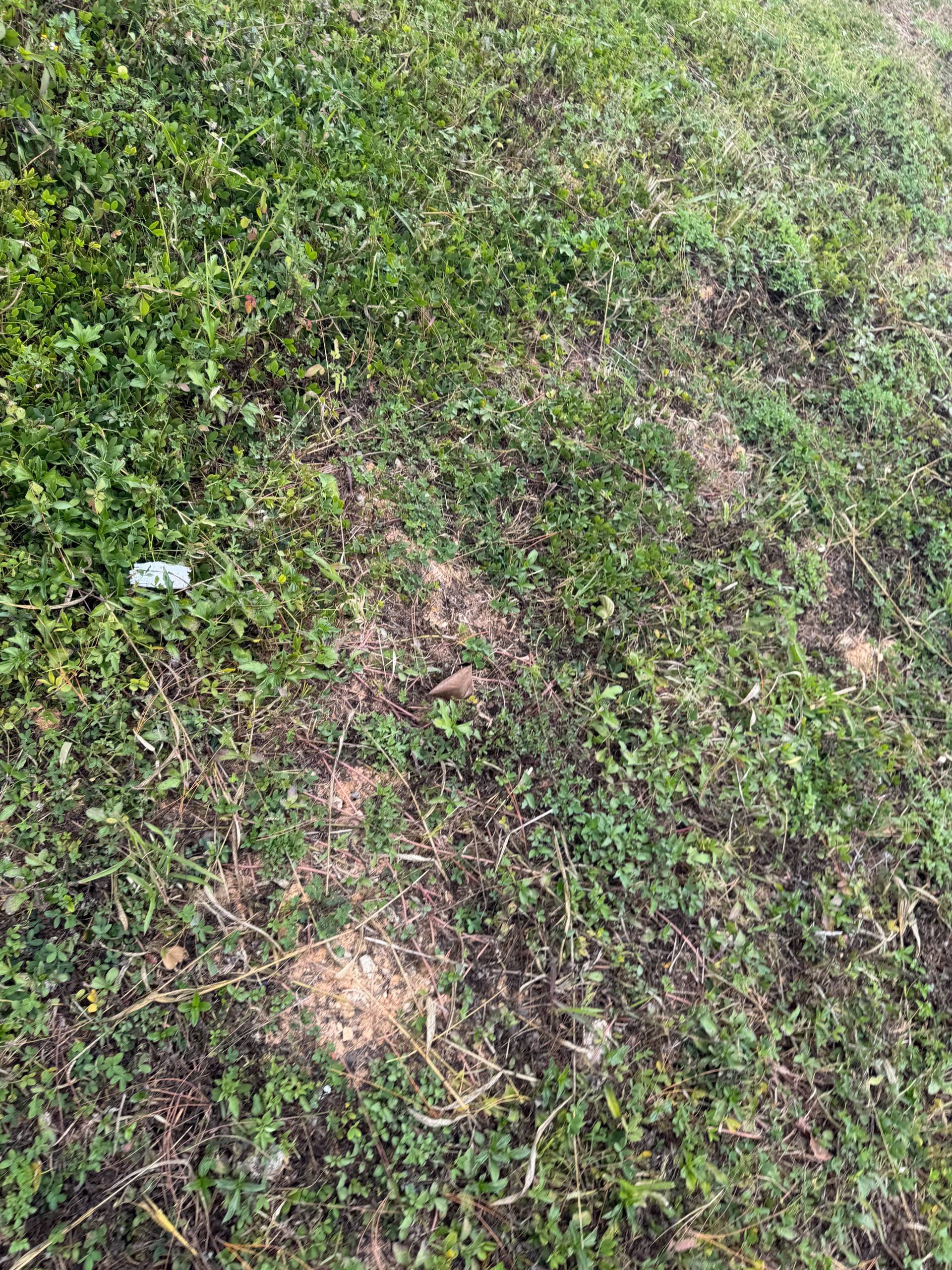 Overgrown herb and wildflower patch in a natural garden setting. Mixed vegetation including various grass species and wild plants in untended landscape.