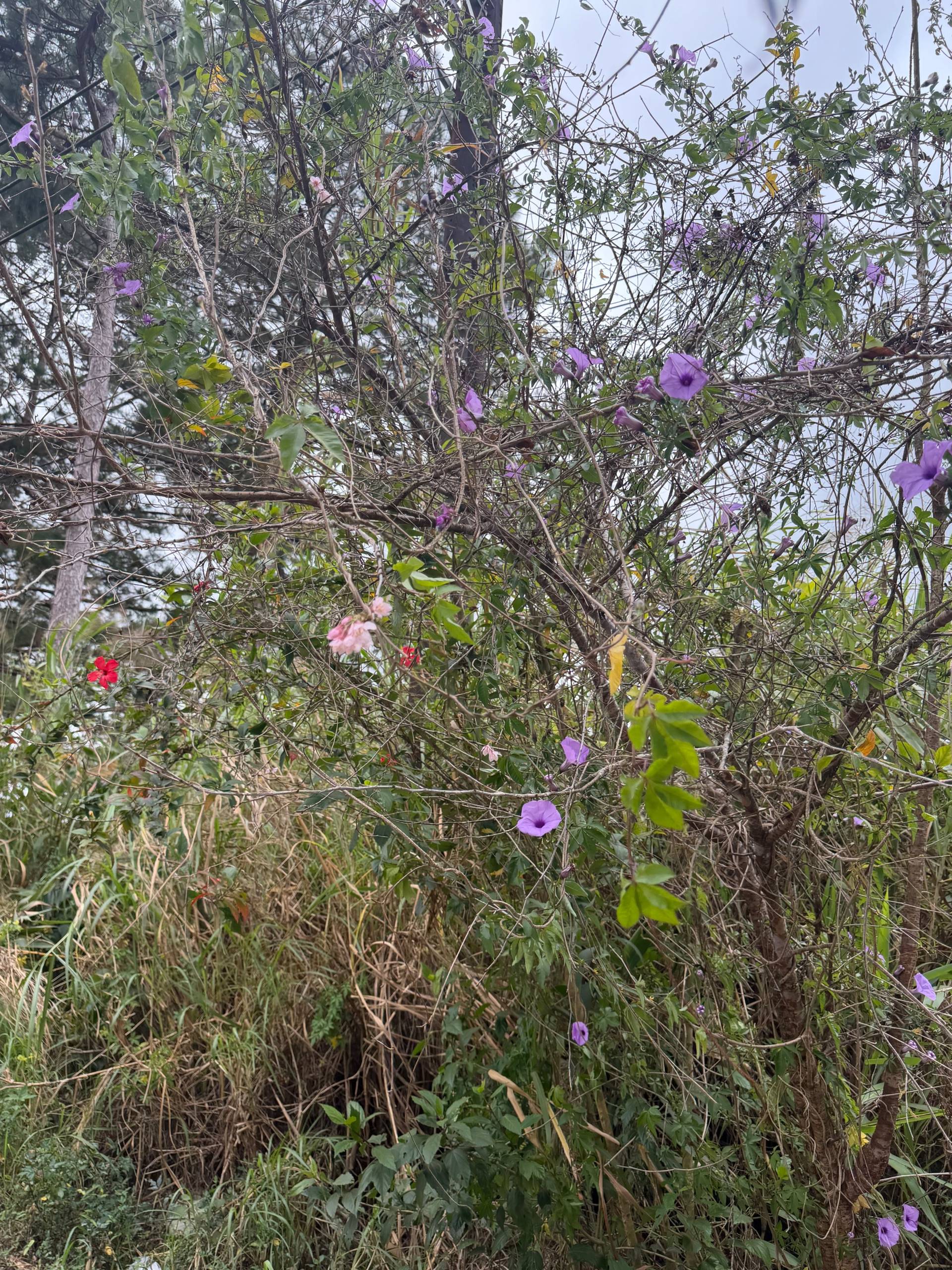 Photo from Đà Lạt