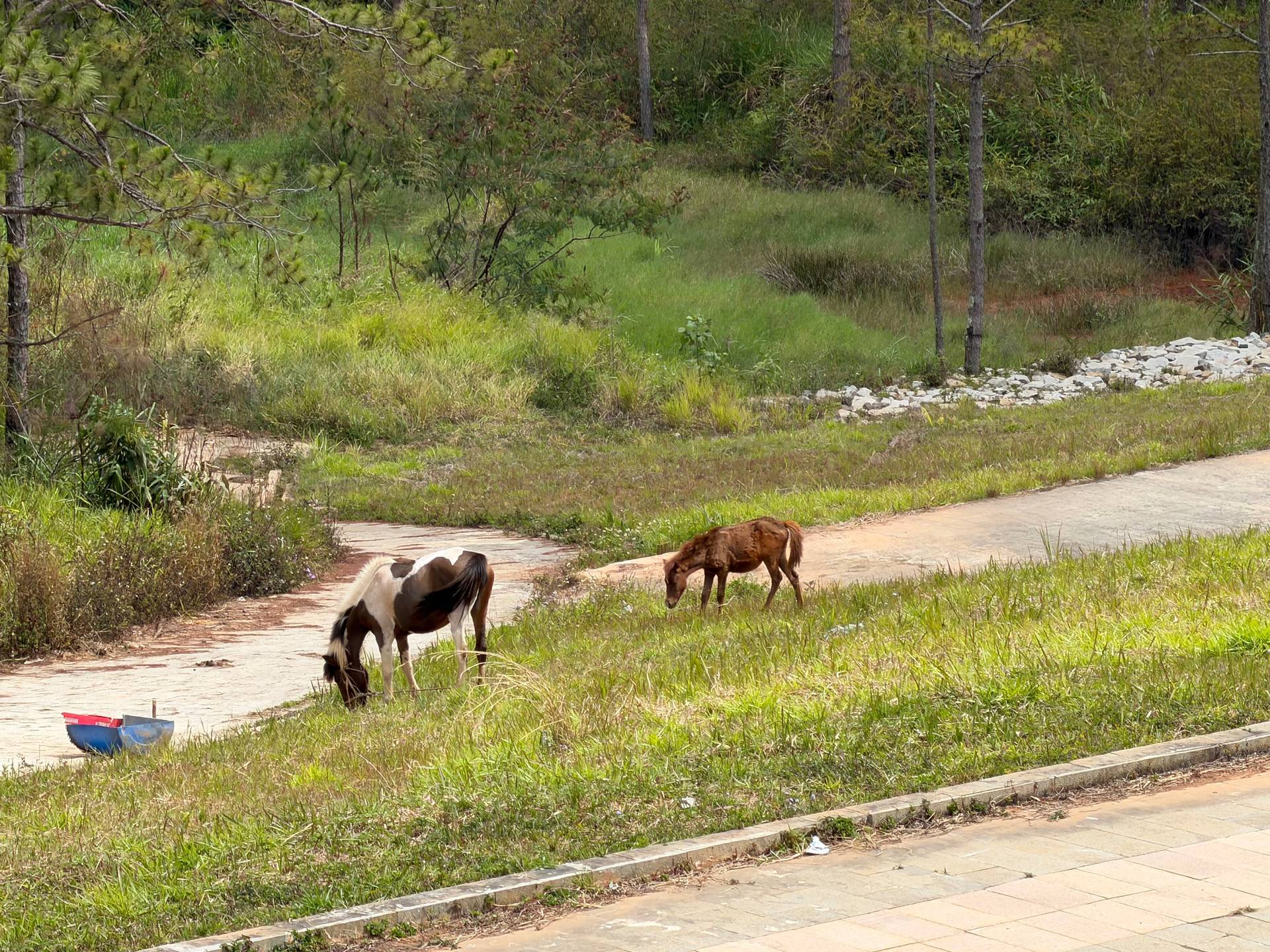 Photo from Đà Lạt