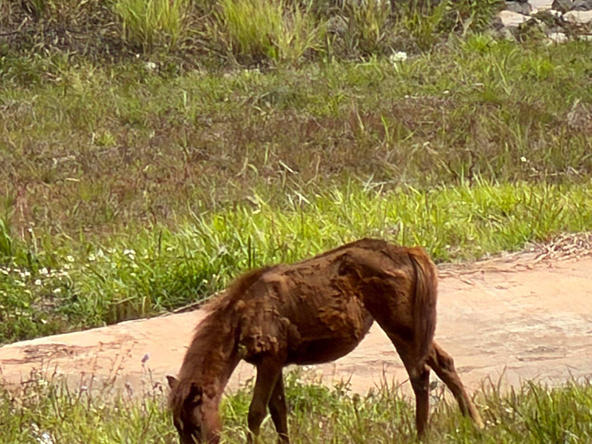 A brown goat grazes peacefully on grass alongside a dirt path in Đà Lạt's countryside, surrounded by lush green vegetation. This pastoral scene captures rural highland life and the region's agricultural character.