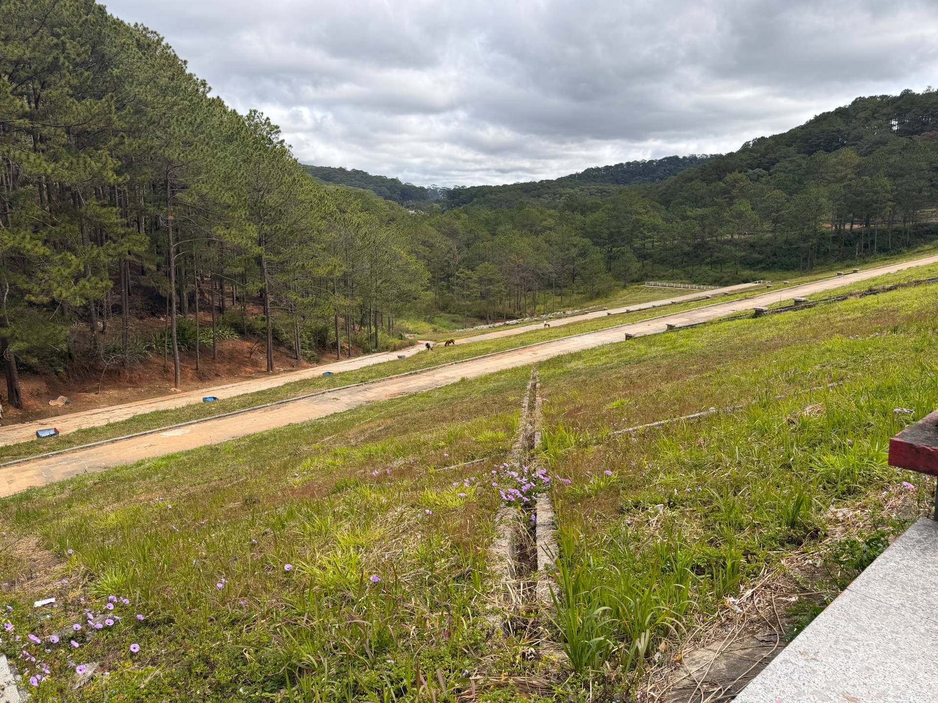 A panoramic landscape reveals Đà Lạt's signature rolling green hills blanketed in dense pine forest and framed by purple wildflowers. A red dirt road cuts through the valley, showcasing the region's lush highland terrain and natural beauty.