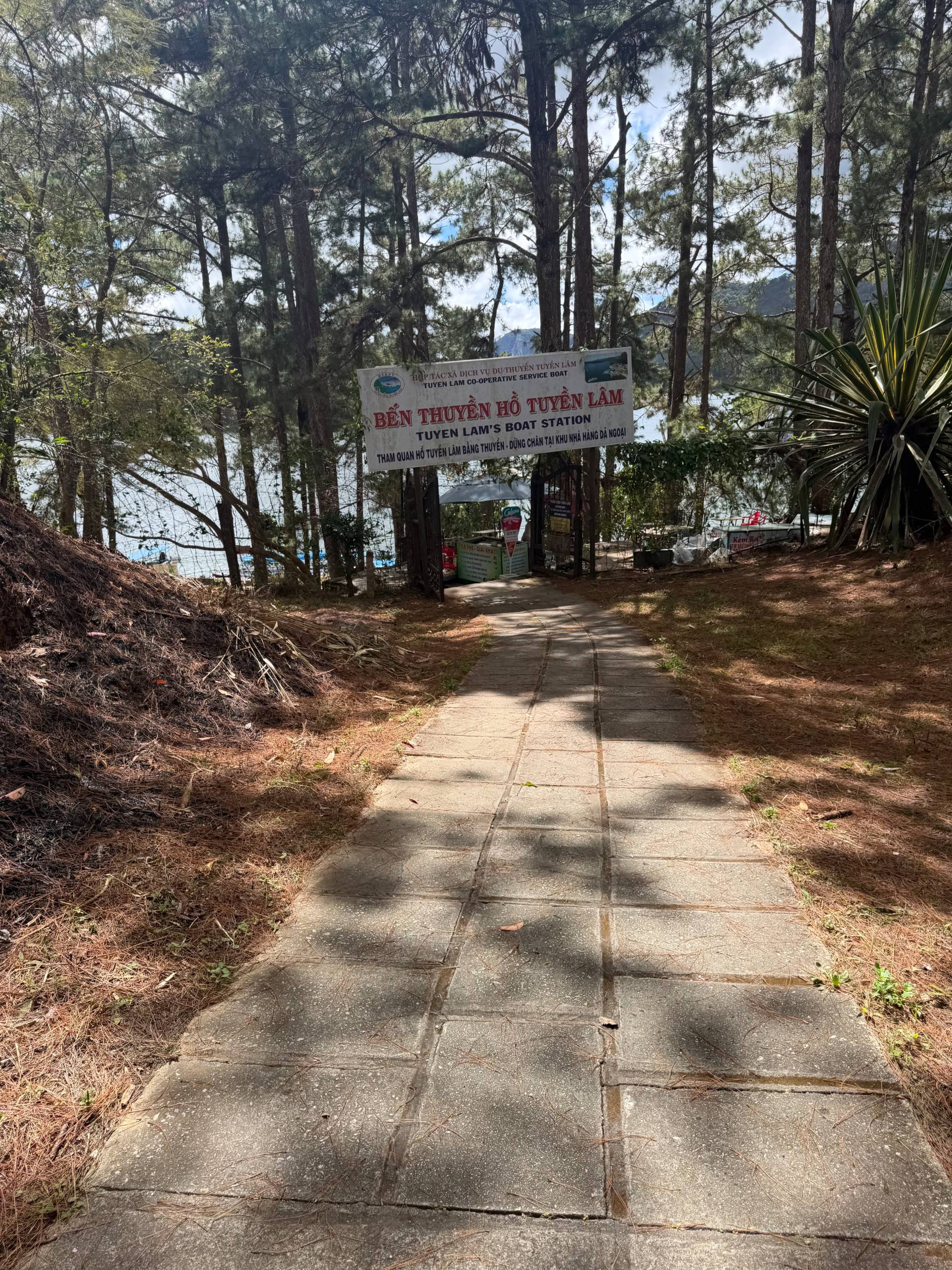 Scenic stone pathway through Đà Lạt's serene pine forest leading to Tuyen Lam's Boat Station with lake views in the distance.