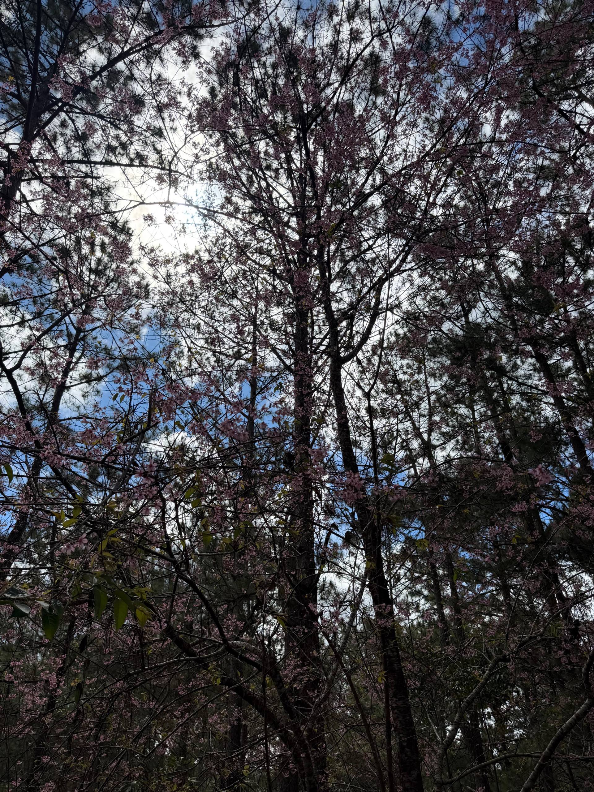 Photo from Đà Lạt