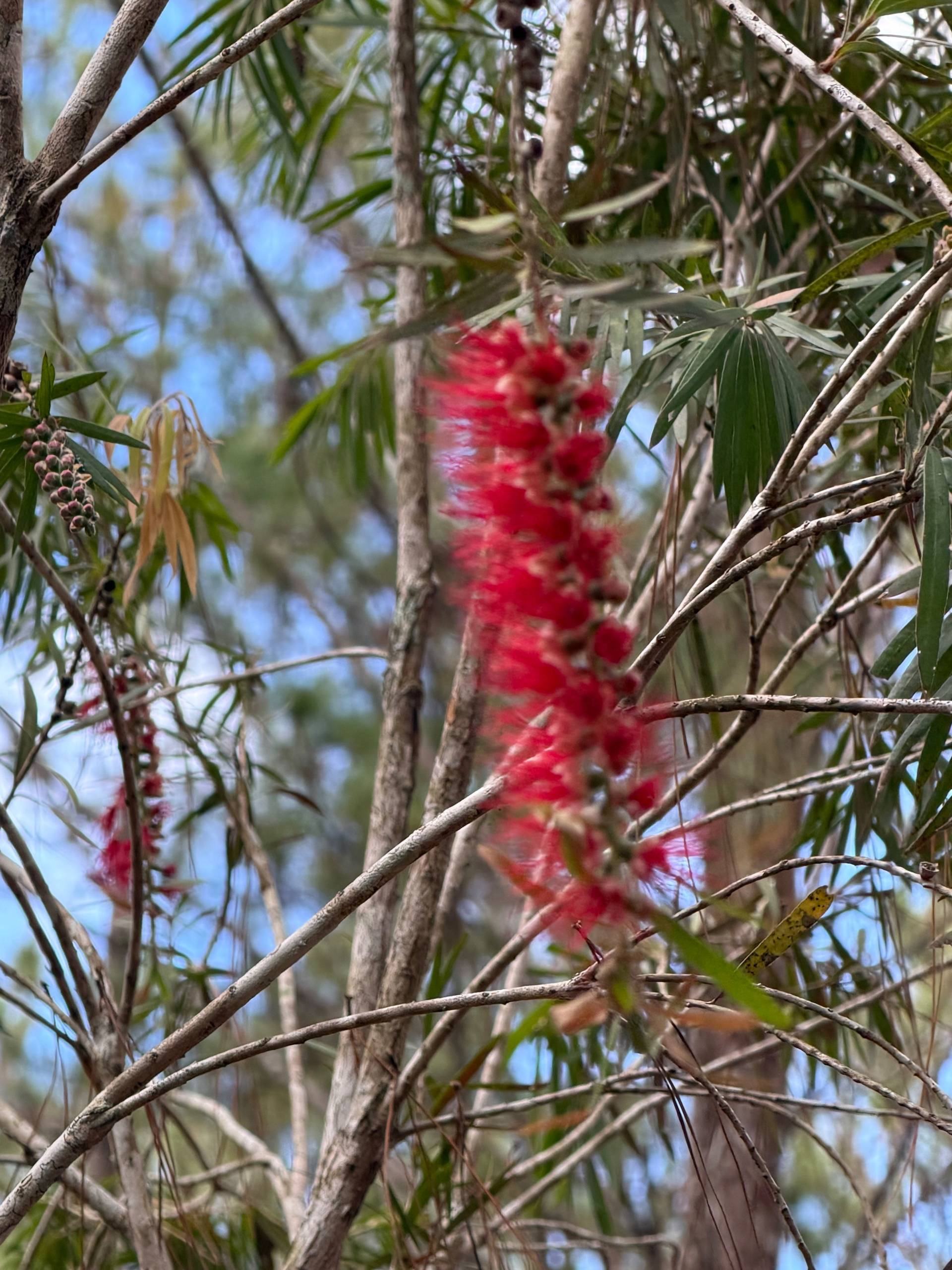 Vibrant red bottle brush flowers blooming among fine pine needles. A stunning example of Đà Lạt's diverse highland flora against the soft green canopy.