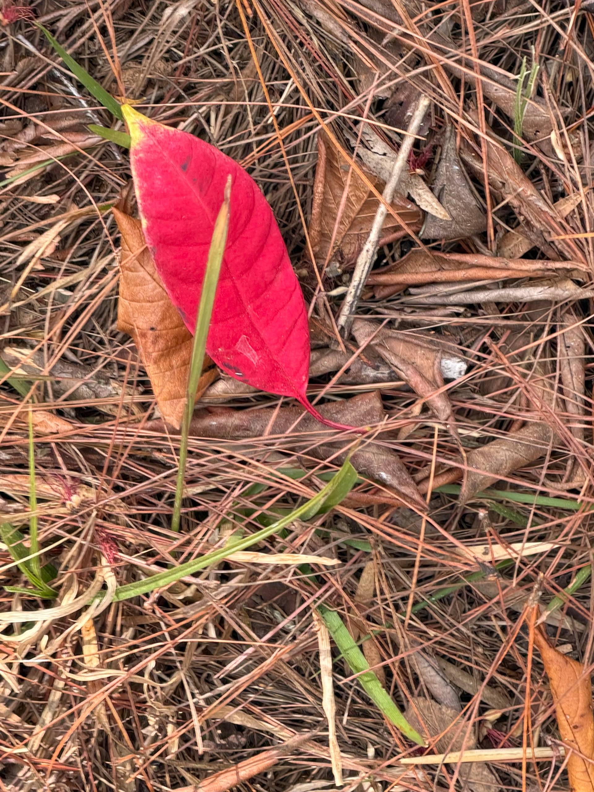A vibrant red flower with bright green stem emerges vividly from dried brown straw and leaves, creating a striking contrast. This close-up captures the vivid natural colors of Đà Lạt's botanical landscape.