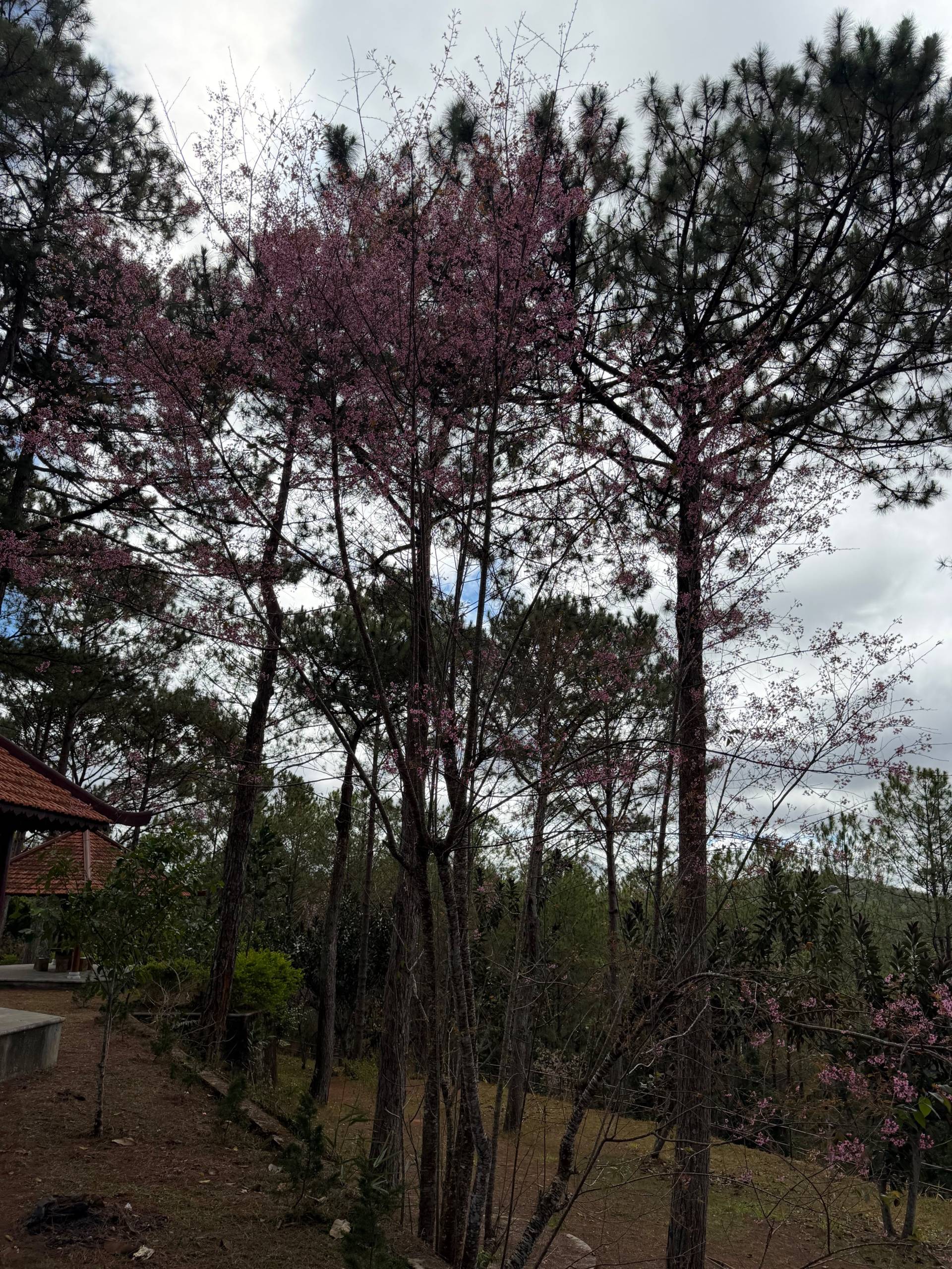 Photo from Đà Lạt