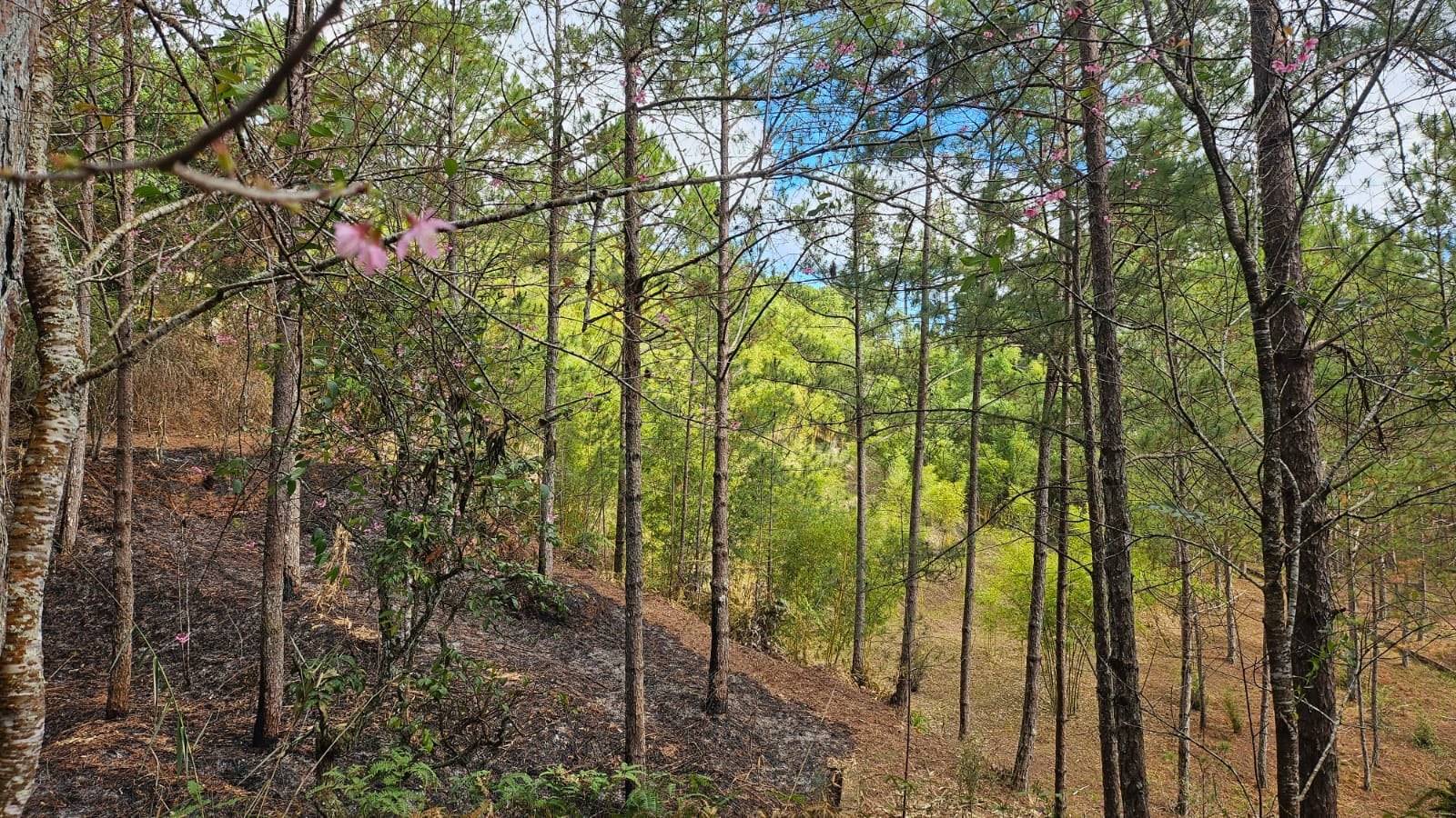 A natural forest hillside in Đà Lạt showcases the region's iconic landscape blend of tall pine trees interspersed with pink flowering shrubs. The winding woodland path and gentle slopes create an ideal hiking destination.