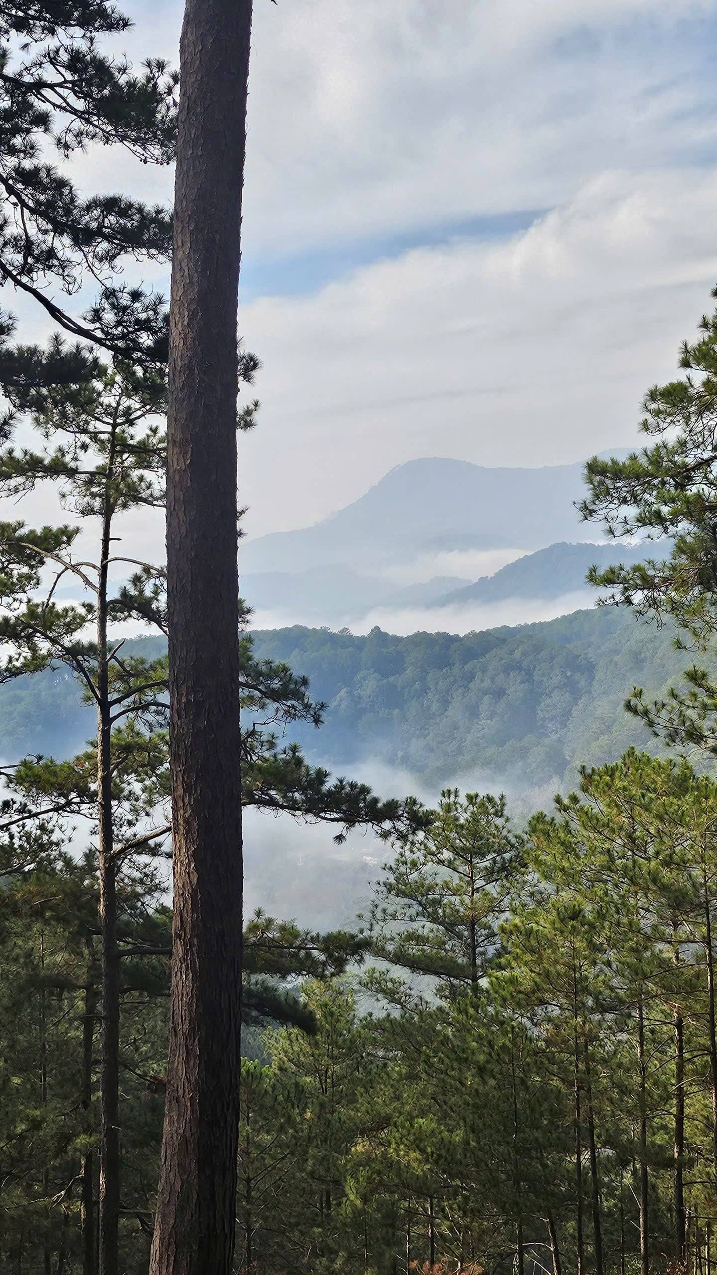 A towering pine tree frames a vista of misty morning valleys and layered mountain ridges, capturing the serene beauty of Đà Lạt's highland forest.