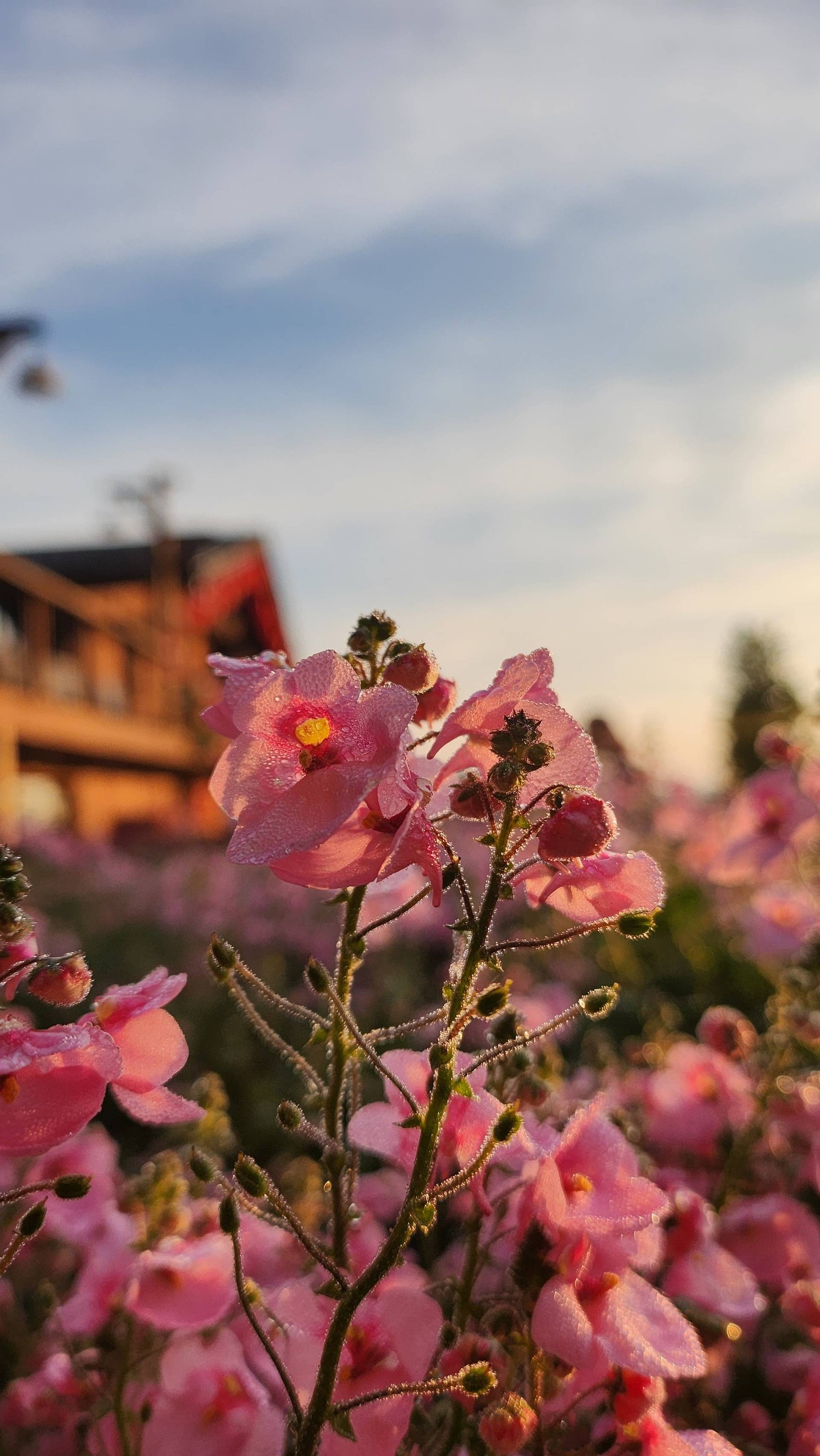 Photo from Đà Lạt